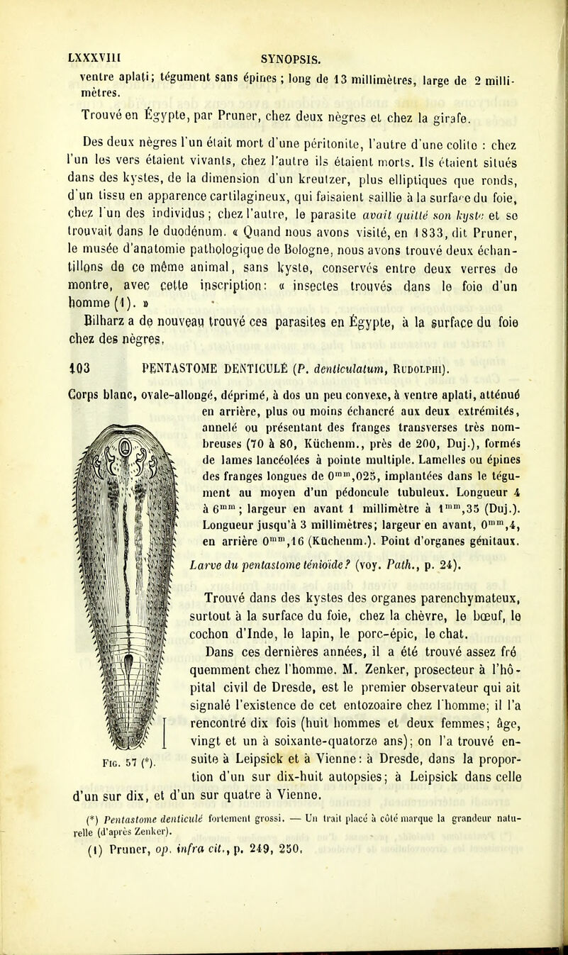 ventre aplati; tégument sans épines ; long de 13 miliimèlres, large de 2 milli- mètres. Trouvé en Égypte, par Pruner, chez deux nègres el chez la girafe. Des deux nègres l'un était mort d'une péritonite, l'autre d'une colile : chez l'un les vers étaient vivants, chez l'autre ils étaient morts. Ils étaient situés dans des kystes, de la dimension d'un kreuizer, plus elliptiques que ronds, d'un tissu en apparence cartilagineux, qui faisaient saillie à la surfa' odu foie, chez l'un des individus ; chez l'autre, le parasite avait quille son kyst'i et se trouvait dans le duodénum. « Quand nous avons visité, en 1 833, dit Pruner, le musée d'anatomie pathologique de Bologne, nous avons trouvé deux échan- tillons de ce même animal, sans kyste, conservés entre deux verres do montre, avec cette inscription: « insectes trouvés dans le foie d'un homme (1). » Bilharz a de nouveau trouvé ces parasites en Égypte, à la surface du foie chez des nègres, i03 PENTASTOME DENTIGULÉ (P. denliculatum, Rudolphi). Corps blanc, ovale-allongé, déprimé, à dos un peu conve.\e, à ventre aplati, atténué en arrière, plus ou moins échancré aux deux extrémités, annelé ou présentant des franges transverses très nom- breuses (70 à 80, Kûchenm., près de 200, Duj.), formés de lames lancéolées à pointe multiple. Lamelles ou épines des franges longues de 0'',025, implantées dans le tégu- ment au moyen d'un pédoncule lubuleux. Longueur 4 à 6''; largeur en avant 1 millimètre à l'',35 (Duj.). Longueur jusqu'à 3 millimètres; largeur en avant, 0',4, en arrière 0'',\6 (KUchenm.). Point d'organes génitaux. Larve du pentastometénioide? (voy. Path., p. 24). Trouvé dans des kystes des organes parenchymateux, surtout à la surface du foie, chez la chèvre, le bœuf, le cochon d'Inde, le lapin, le porc-épic, le chat. Dans ces dernières années, il a été trouvé assez fré quemment chez l'homme. M. Zenker, prosecteur à l'hô- pital civil de Dresde, est le premier observateur qui ait signalé l'existence do cet entozoaire chez l'homme; il l'a rencontré dix fois (huit hommes et deux femmes; âge, vingt et un à soixante-quatorze ans); on l'a trouvé en- suite à Leipsick et à Vienne: à Dresde, dans la propor- tion d'un sur dix-huit autopsies; à Leipsick dans celle d'un sur dix, et d'un sur quatre à Vienne. (*) Pentastome denticidé follement grossi. — Un Irait [ilacé à coté marque la g'randeiir natu- relle (J'aprùs Zenlior). (I) Pruner, op. infra cit., [>. 249, 250,