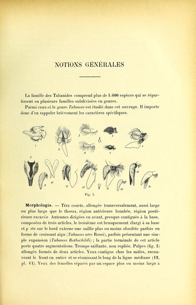 NOTIONS GÉNÉRALES La famille des Tabanides comprend plus de 1.600 espèces qui se répar- tissent en plusieurs familles subdivisées en genres. Parmi ceux-ci le genre Tabanus est étudié dans cet ouvrage. Il importe donc d'en rappeler brièvement les caractères spécifiques. Fig. I. Morphologie. — Tête courte, allongée transversalement, aussi large ou plus large que le thorax, région antérieure bombée, région posté- rieure excavée Antennes dirigées en avant, presque contiguës à la base, composées de trois articles, le troisième est brusquement élargi à sa base et p rte sar le bord externe une saillie plus ou moins obsolète parfois en forme de croissant aigu [Tabanus ater Rossi), parfois présentant une sim- ple expansion {Tabanus Rothschildi) ; la partie terminale de cet article porte quatre segmentations. Trompe saillante, non repliée. Palpes (fig. I) allongés formés de deux articles. Yeux contigus chez les mâles, recou- vrant le front en entier et se réunissant le long de la ligne médiane (12,