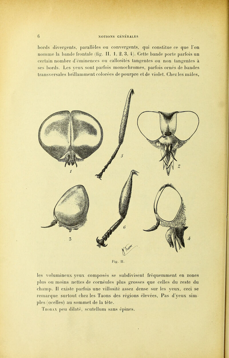 bords dÏA^ergents, parallèles ou convergents, qui constitue ce que Ton nomme la bande frontale (fig. II, 1, 2, 3, 4). Cette bande porte parfois un certain nombre d'éminences ou callosités tangentes ou non tangentes à ses bords. Les yeux sont parfois monochromes, parfois ornés de bandes transversales brillamment colorées de pourpre et de violet. Chez les mâles, Fig. 11. les volumineux yeux composés se subdivisent fréquemment en zones plus ou moins nettes de cornéules plus grosses que celles du reste du champ. Il existe parfois une villosité assez dense sur les yeux, ceci se remarque surtout chez les Taons des régions élevées, Pas d'yeux sim- ples (ocelles) au sommet de la tête. Thohax peu dilaté, scutellum sans épines.