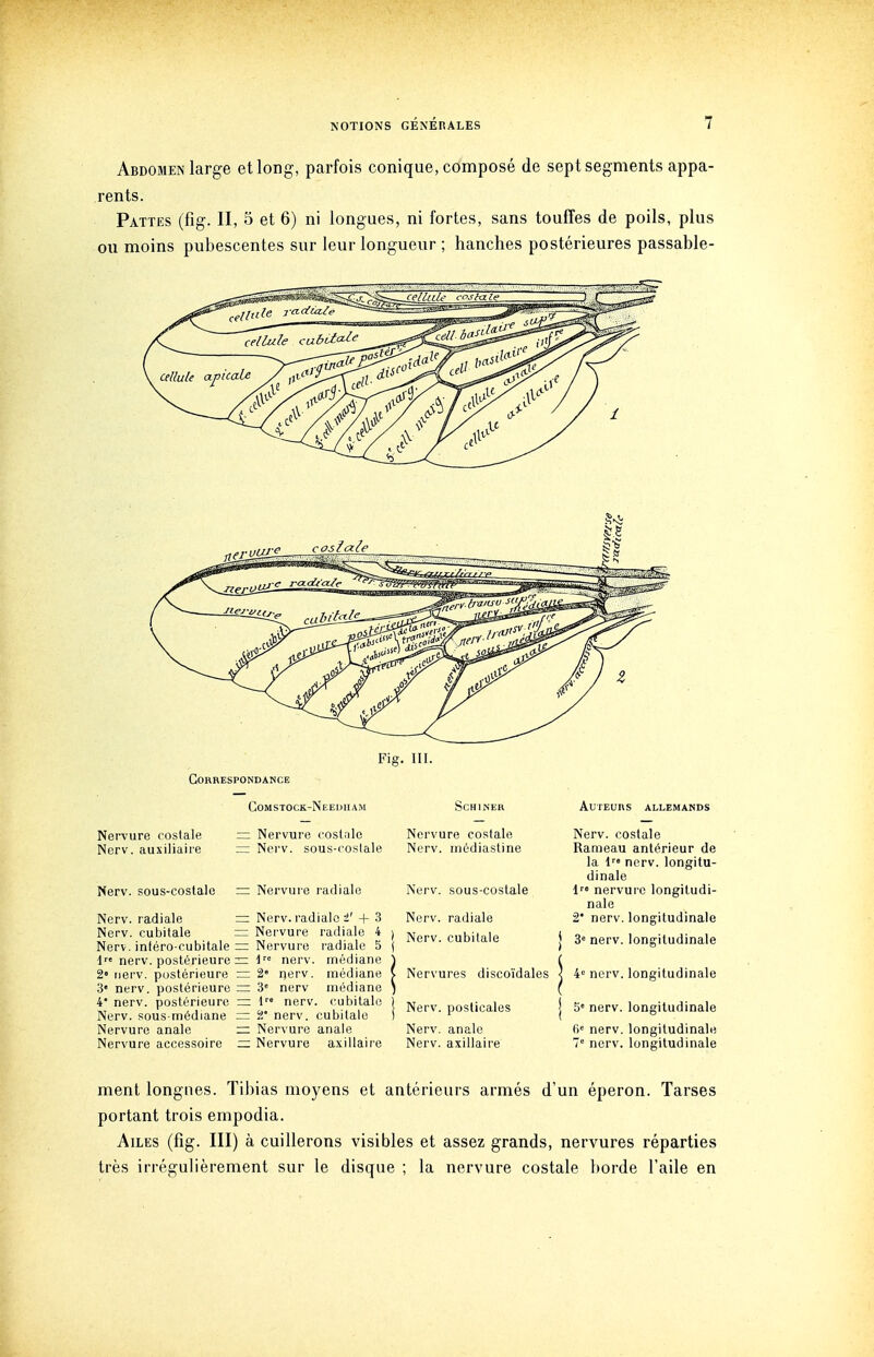 Abdomen large et long, parfois conique, composé de sept segments appa- rents. Pattes (fig. II, 5 et 6) ni longues, ni fortes, sans touffes de poils, plus ou moins pubescentes sur leur longueur ; hanches postérieures passable- Fis. III. CORRESPONDA^'CE Nervure coslale Nerv. auxiliaire Comstock-Needham ~ Nervure costale -z Nerv. sous-coslale Nerv. sous-costale = Nervuie radiale Nerv. radiale = Nerv. radiale i'+ Nerv. cubitale = Nervure radiale Nerv. intéro-cubitale = Nervure radiale 1 nerv. postérieure zr d nerv. médian 2» nerv, postérieure = 2« rjerv. médian 3 nerv. postérieure ~ 3' nerv médian 4' nerv. postérieure = l nerv. cubital Nerv. sous médiane t' nerv. cubitale Nervure anale ~ Nervure anale Nervure accessoire ~ Nervure axillaii SCHINER Nervure costale Nerv. médiastine Nerv. sous-coslale Nerv. radiale Nerv. cubitale Auteurs allemands Nerv. costale Rameau antérieur de la l nerv. longitu- dinale l' nervure longitudi- nale 2* nerv. longitudinale ! 3e j «e nerv. longitudinale Nervures discoïdales ] 4' nerv. longitudinale Nerv. posticales Nerv. anale Nerv. axillaire 5» nerv. longitudinale fie nerv. longitudinale 7* nerv. longitudinale ment longues. Tibias moyens et antérieurs armés d'un éperon. Tarses portant trois empodia. Ailes (fig. III) à cuillerons visibles et assez grands, nervures réparties très irrégulièrement sur le disque ; la nervure costale borde l'aile en