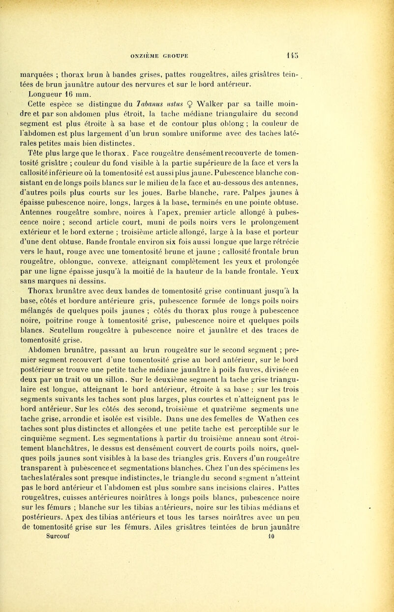 marquées ; thorax brun à bandes grises, pattes rougeâtres, ailes grisâtres tein- tées de brun jaunâtre autour des nervures et sur le bord antérieur. Longueur 16 mm. Cette espèce se distingue du labanus nstus Ç Walker par sa taille moin- ' dre et par son abdomen plus étroit, la tache médiane triangulaire du second segment est plus étroite à sa base et de contour plus oblong ; la couleur de l'abdomen est plus largement d'un brun sombre uniforme avec des taches laté- rales petites mais bien distinctes. Tête plus large que le thorax. Face rougeàtre densément recouverte de tomen- tosité grisâtre ; couleur du fond visible à la partie supérieure de la face et vers la callosité inférieure où la tomentosité est aussi plus jaune. Pubescence blanche con- sistant en de longs poils blancs sur le milieu de la face et au-dessous des antennes, d'autres poils plus courts sur les joues. Barbe blanche, l'are. Palpes jaunes à épaisse pubescence noire, longs, larges à la base, terminés en une pointe obtuse. Antennes rougeàtre sombre, noires à l'apex, premier ai'ticle allongé à pubes- cence noire ; second article court, muni de poils noirs vers le prolongement extérieur et le bord externe ; troisième article allongé, large à la base et porteur d'une dent obtuse. Bande frontale environ six fois aussi longue que large rétrécie vers le haut, rouge avec une tomentosité brune et jaune ; callosité frontale brun rougeàtre, oblongue, convexe, atteignant complètement les yeux et prolongée par une ligne épaisse jusqu'à la moitié de la hauteur de la bande frontale. Yeux sans marques ni dessins. Thorax brunâtre avec deux bandes de tomentosité grise continuant jusqu'à la base, côtés et bordure antérieure gris, pubescence formée de longs poils noirs mélangés de quelques poils jaunes ; côtés du thorax plus rouge à pubescence noire, poitrine rouge à tomentosité grise, pubescence noire et quelques poils blancs. Scutellum rougeàtre à pubescence noire et jaunâtre et des traces de tomentosité grise. Abdomen brunâtre, passant au brun rougeàtre sur le second segment ; pre- mier segment recouvert d'une tomentosité grise au bord antérieur, sur le bord postérieur se trouve une petite tache médiane jaunâtre à poils fauves, divisée en deux par un trait ou un sillon. Sur le deuxième segment la tache grise triangu- laire est longue, atteignant le bord antérieur, étroite à sa base ; sur les trois segments suivants les taches sont plus larges, plus courtes et n'atteignent pas le bord antérieur. Sur les côtés des second, troisième et quatrième segments une tache grise, arrondie et isolée est visible. Dans une des femelles de Wathen ces taches sont plus distinctes et allongées et une petite tache est perceptible sur le cinquième segment. Les segmentations à partir du troisième anneau sont étroi- tement blanchâtres, le dessus est densément couvert de courts poils noirs, quel- ques poils jaunes sont visibles à la base des triangles gris. Envers d'un rougeàtre transparent à pubèscenceet segmentations blanches. Chez l'un des spécimens les taches latérales sont presque indistinctes, le triangle du second segment n'atteint pas le bord antérieur et l'abdomen est plus sombre sans incisions claires. Pattes rougeâtres, cuisses antérieures noirâtres à longs poils blancs, pubescence noire sur les fémurs ; blanche sur les tibias antérieurs, noire sur les tibias médians et postérieurs. Apex des tibias antérieurs et tous les tarses noirâtres avec un peu de tomentosité grise sur les fémurs. Ailes grisâtres teintées de brun jaunâtre Surcouf 10