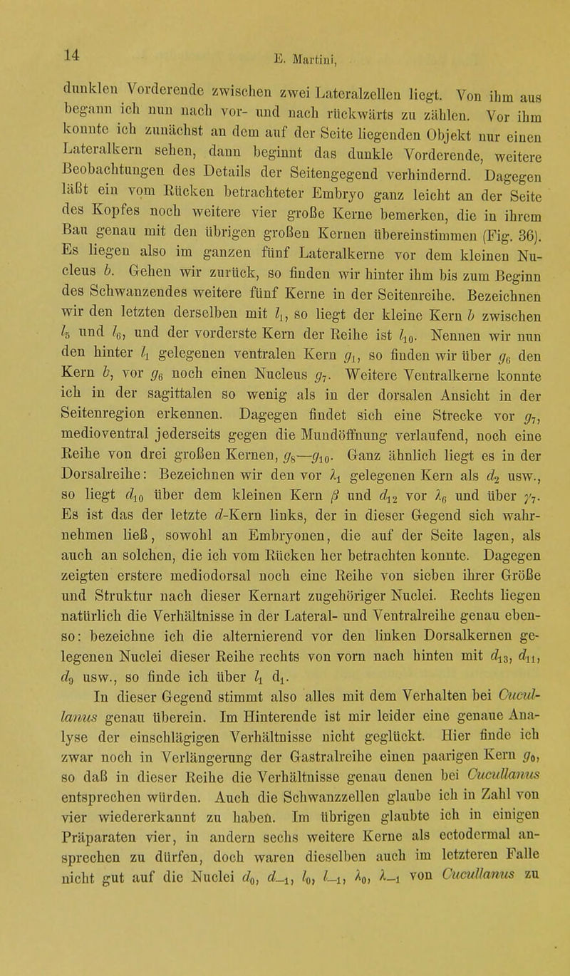 dunklen Vorderende zwischen zwei Lateralzellen liegt. Von ihm aus begann ich nun nach vor- und nach rückwärts zu zählen. Vor ihm konnte ich zunächst an dem auf der Seite liegenden Objekt nur einen Lateralkern sehen, dann beginnt das dunkle Vorderende, weitere Beobachtungen des Details der Seitengegend verhindernd. Dagegen läßt ein vom Rücken betrachteter Embryo ganz leicht an der Seite des Kopfes noch weitere vier große Kerne bemerken, die in ihrem Bau genau mit den übrigen großen Kernen übereinstimmen (Fig. 36). Es liegen also im ganzen fünf Lateralkerne vor dem kleinen Nu- cleus b. Gehen wir zurück, so finden wir hinter ihm bis zum Beginn des Schwanzendes weitere fünf Kerne in der Seitenreihe. Bezeichnen wir den letzten derselben mit lL, so liegt der kleine Kern b zwischen 4 und 4, und der vorderste Kern der Reihe ist l10. Nennen wir nun den hinter \ gelegenen ventralen Kern gu so finden wir über g6 den Kern 6, vor gG noch einen Nucleus g7. Weitere Ventralkerne konnte ich in der sagittalen so wenig als in der dorsalen Ansicht in der Seitenregion erkennen. Dagegen findet sich eine Strecke vor g7, medio ventral jederseits gegen die Mundöffnung verlaufend, noch eine Reihe von drei großen Kernen, g%—gl0. Ganz ähnlich liegt es in der Dorsalreihe: Bezeichnen wir den vor ^ gelegenen Kern als d2 usw., so liegt d10 über dem kleinen Kern ß und d12 vor und Uber y-j. Es ist das der letzte d-Kern links, der in dieser Gegend sich wahr- nehmen ließ, sowohl an Embryonen, die auf der Seite lagen, als auch an solchen, die ich vom Rücken her betrachten konnte. Dagegen zeigten erstere mediodorsal noch eine Reihe von sieben ihrer Größe und Struktur nach dieser Kernart zugehöriger Nuclei. Rechts liegen natürlich die Verhältnisse in der Lateral- und Ventralreihe genau eben- so: bezeichne ich die alternierend vor den linken Dorsalkernen ge- legenen Nuclei dieser Reihe rechts von vorn nach hinten mit dn, d^ usw., so finde ich über lt dA. In dieser Gegend stimmt also alles mit dem Verhalten bei Cucid- Imius genau tiberein. Im Hinterende ist mir leider eine genaue Ana- lyse der einschlägigen Verhältnisse nicht geglückt. Hier finde ich zwar noch in Verlängerung der Gastraireihe einen paarigen Kern g0, so daß in dieser Reihe die Verhältnisse genau denen bei Cucullanus entsprechen würden. Auch die Schwanzzellen glaube ich in Zahl von vier wiedererkannt zu haben. Im übrigen glaubte ich in einigen Präparaten vier, in andern sechs weitere Kerne als ectodermal an- sprechen zu dürfen, doch waren dieselben auch im letzteren Falle nicht gut auf die Nuclei d0, d_u /„, l-U A0, von Cucullanus zu