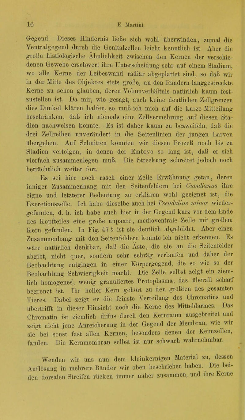 Gegend. Dieses Hindernis ließe sich wohl überwinden, zumal die Ventralgegend durch die Genitakellen leicht kenntlich ist. Aber die große histiologische Ähnlichkeit zwischen den Kernen der verschie- denen Gewebe erschwert ihre Unterscheidung sehr auf einem Stadium, wo alle Kerne der Leibeswand radiär abgeplattet sind, so daß wir in der Mitte des Objektes stets große, an den Rändern langgestreckte Kerne zu sehen glauben, deren Volumverhältnis natürlich kaum fest- zustellen ist. Da mir, wie gesagt, auch keine deutlichen Zellgrenzen dies Dunkel klären halfen, so muß ich mich auf die kurze Mitteilung beschränken, daß ich niemals eine Zellvermehrung auf diesen Sta- dien nachweisen konnte. Es ist daher kaum zu bezweifeln, daß die drei Zellreihen unverändert in die Seitenlinien der jungen Larven Ubergehen. Auf Schnitten konnten wir diesen Prozeß noch bis zu Stadien verfolgen, in denen der Embryo so lang ist, daß er sich vierfach zusammenlegen muß. Die Streckung schreitet jedoch noch beträchtlich weiter fort. Es sei hier noch rasch einer Zelle Erwähnung getan, deren inniger Zusammenhang mit den Seitenfeldern bei Cucullanus ihre eigne und letzterer Bedeutung zu erklären wohl geeignet ist, die Excretionszelle. Ich habe dieselbe auch bei Pseudalius minor wieder- gefunden, d. h. ich habe auch hier in der Gegend kurz vor dem Ende des Kopfteiles eine große unpaare, medioventrale Zelle mit großem Kern gefunden. In Fig. 47 b ist sie deutlich abgebildet. Aber einen Zusammenhang mit den Seitenfeldern konnte ich nicht erkennen. Es wäre natürlich denkbar, daß die Äste, die sie an die Seitenfelder abgibt, nicht quer, sondern sehr schräg verlaufen und daher der Beobachtung entgingen in einer Körpergegend, die so wie so der Beobachtung Schwierigkeit macht. Die Zelle selbst zeigt ein ziem- lich homogenes1, wenig granuliertes Protoplasma, das überall scharf begrenzt ist. Ihr heller Kern gehört zu den größten des gesamten Tieres. Dabei zeigt er die feinste Verteilung des Chromatins und Übertrifft in dieser Hinsicht noch die Kerne des Mitteldarmes. Das Chromatin ist ziemlich diifus durch den Kernraum ausgebreitet und zeigt nicht jene Anreicherung in der Gegend der Membran, wie wir sie bei sonst fast allen Kernen, besonders denen der Keimzellen, fanden. Die Kernmembran selbst ist nur schwach wahrnehmbar. Wenden wir uns nun dem kleinkernigen Material zu, dessen Auflösung in mehrere Bänder wir oben besebrieben haben. Die bei- den dorsalen Streifen rücken immer näber zusammen, und ihre Kerne