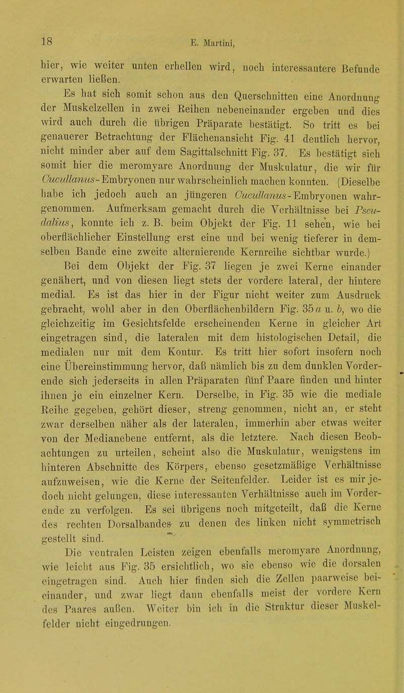 hier, wie weiter unten erhellen wird, noch interessantere Befunde erwarten ließen. Es hat sich somit schon aus den Querschnitten eine Anordnung der Muskelzellen in zwei Reihen nebeneinander ergeben und dies wird auch durch die übrigen Präparate bestätigt. So tritt es bei genauerer Betrachtung der Flächenansicht Fig. 41 deutlich hervor, nicht minder aber auf dem Sagittalschnitt Fig. 37. Es bestätigt sich somit hier die meromyare Anordnung der Muskulatur, die wir für Cucullanus- Embryonen nur wahrscheinlich machen konnten. (Dieselbe habe ich jedoch auch an jüngeren Cucullanus-Embryonen wahr- genommen. Aufmerksam gemacht durch die Verhältnisse bei Pseu- dalius, konnte ich z. B. beim Objekt der Fig. 11 sehen, wie bei oberflächlicher Einstellung erst eine und bei wenig tieferer in dem- selben Bande eine zweite alternierende Kernreihe sichtbar wurde.) Bei dem Objekt der Fig. 37 liegen je zwei Kerne einander genähert, und von diesen liegt stets der vordere lateral, der hintere medial. Es ist das hier in der Figur nicht weiter zum Ausdruck gebracht, wohl aber in den Oberflächenbildern Fig. 35 a u. b, wo die gleichzeitig im G-esichtsfelde erscheinenden Kerne in gleicher Art eingetragen sind, die lateralen mit dem histologischen Detail, die medialen nur mit dem Kontur. Es tritt hier sofort insofern noch eine Übereinstimmung hervor, daß nämlich bis zu dem dunklen Vorder- ende sich jederseits in allen Präparaten fünf Paare finden und hinter ihnen je ein einzelner Kern. Derselbe, in Fig. 35 wie die mediale Reihe gegeben, gehört dieser, streng genommen, nicht an, er steht zwar derselben näher als der lateralen, immerhin aber etwas weiter von der Medianebene entfernt, als die letztere. Nach diesen Beob- achtungen zu urteilen, scheint also die Muskulatur, wenigstens im hinteren Abschnitte des Körpers, ebenso gesetzmäßige Verhältnisse aufzuweisen, wie die Kerne der Seitenfelder. Leider ist es mir je- doch nicht gelungen, diese interessanten Verhältnisse auch im Vorder- ende zu verfolgen. Es sei übrigens noch mitgeteilt, daß die Kerne des rechten Dorsalbande* zu denen des linken nicht symmetrisch gestellt sind. Die ventralen Leisten zeigen ebenfalls meromyare Anordnung, wie leicht aus Fig. 35 ersichtlich, wo sie ebenso wie die dorsalen eingetragen sind. Auch hier linden sieh die Zellen paarweise bei- einander, und zwar Liegt dann ebenfalls meist der vordere Kern des Paares außen. Weiter bin ich in die Struktur dieser Muskel- felder nicht eingedrungen.