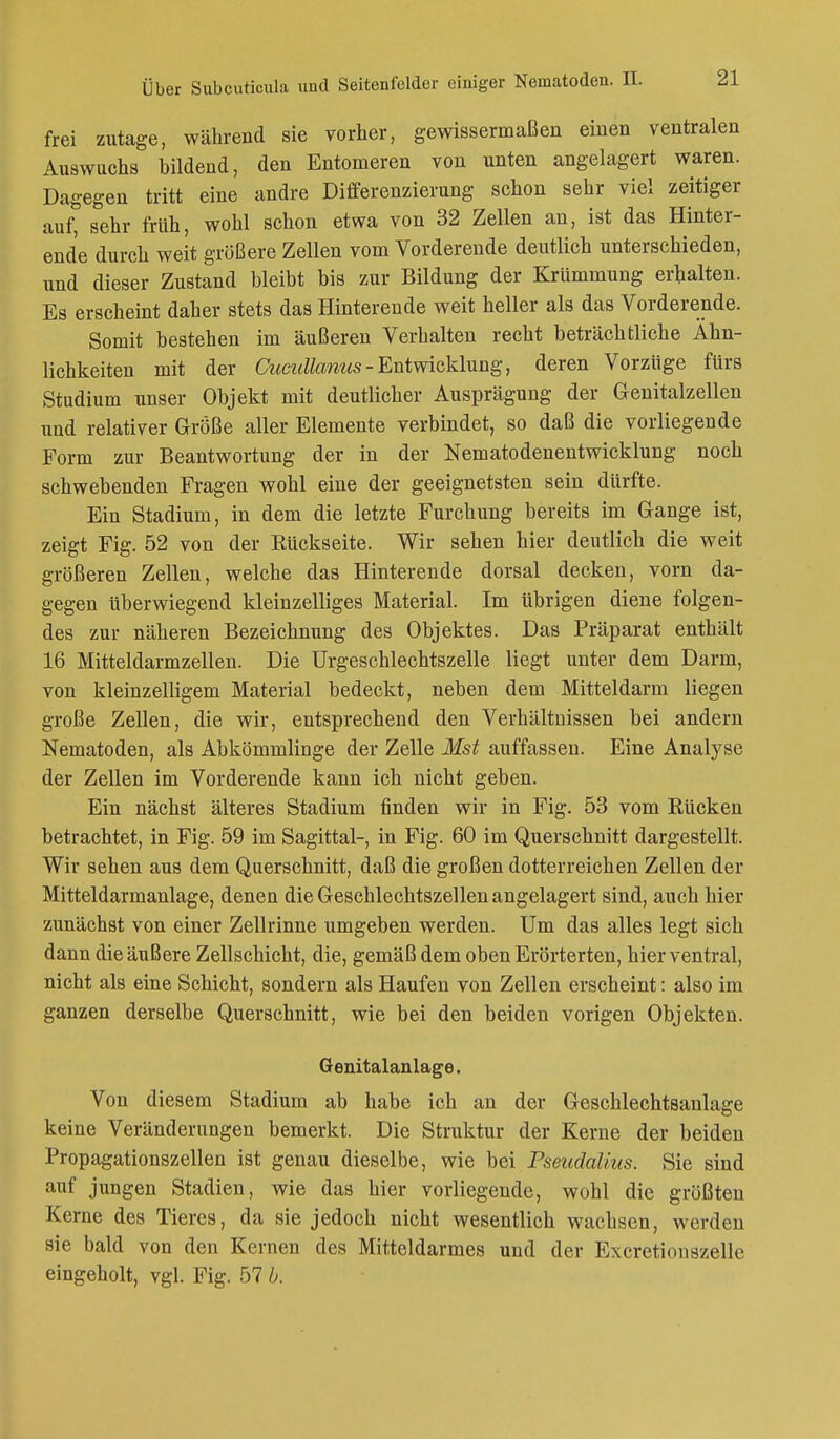 frei zutage, während sie vorher, gewissermaßen einen ventralen Auswuchs bildend, den Entomeren von unten angelagert waren. Dagegen tritt eine andre Differenzierung schon sehr viel zeitiger auf, sehr früh, wohl schon etwa von 32 Zellen an, ist das Hinter- end'e durch weit größere Zellen vom Vorderende deutlich unterschieden, und dieser Zustand bleibt bis zur Bildung der Krümmung erhalten. Es erscheint daher stets das Hinterende weit heller als das Vorderende. Somit bestehen im äußeren Verhalten recht beträchtliche Ähn- lichkeiten mit der Cucullanus- Entwicklung, deren Vorzüge fürs Studium unser Objekt mit deutlicher Ausprägung der Genitalzellen und relativer Größe aller Elemente verbindet, so daß die vorliegende Form zur Beantwortung der in der Nematodenentwicklung noch schwebenden Fragen wohl eine der geeignetsten sein dürfte. Ein Stadium, in dem die letzte Furchung bereits im Gange ist, zeigt Fig. 52 von der Rückseite. Wir sehen hier deutlich die weit größeren Zellen, welche das Hinterende dorsal decken, vorn da- gegen überwiegend kleinzelliges Material. Im übrigen diene folgen- des zur näheren Bezeichnung des Objektes. Das Präparat enthält 16 Mitteldarmzellen. Die Urgeschlechtszelle liegt unter dem Darm, von kleinzelligem Material bedeckt, neben dem Mitteldarm liegen große Zellen, die wir, entsprechend den Verhältnissen bei andern Nematoden, als Abkömmlinge der Zelle Mst auffassen. Eine Analyse der Zellen im Vorderende kann ich nicht geben. Ein nächst älteres Stadium finden wir in Fig. 53 vom Rücken betrachtet, in Fig. 59 im Sagittal-, in Fig. 60 im Querschnitt dargestellt. Wir sehen aus dem Querschnitt, daß die großen dotterreichen Zellen der Mitteldarmanlage, denen die Geschlechtszellen angelagert sind, auch hier zunächst von einer Zellrinne umgeben werden. Um das alles legt sich dann die äußere Zellschicht, die, gemäß dem oben Erörterten, hier ventral, nicht als eine Schicht, sondern als Haufen von Zellen erscheint: also im ganzen derselbe Querschnitt, wie bei den beiden vorigen Objekten. Genitalanlage. Von diesem Stadium ab habe ich an der Geschlechtsanlage keine Veränderungen bemerkt. Die Struktur der Kerne der beiden Propagationszellen ist genau dieselbe, wie bei Pseudalius. Sie sind auf jungen Stadien, wie das hier vorliegende, wohl die größten Kerne des Tieres, da sie jedoch nicht wesentlich wachsen, werden sie bald von den Kernen des Mitteldarmes und der Excretionszelle eingeholt, vgl. Fig. 57 b.