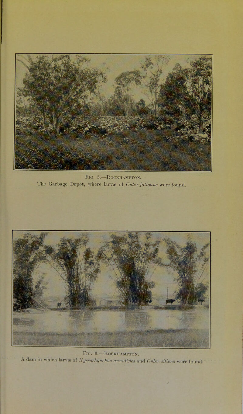 Fig. 5.—Rockhampton. The Garbage Depot, where larvae of Culex fatigans were found.