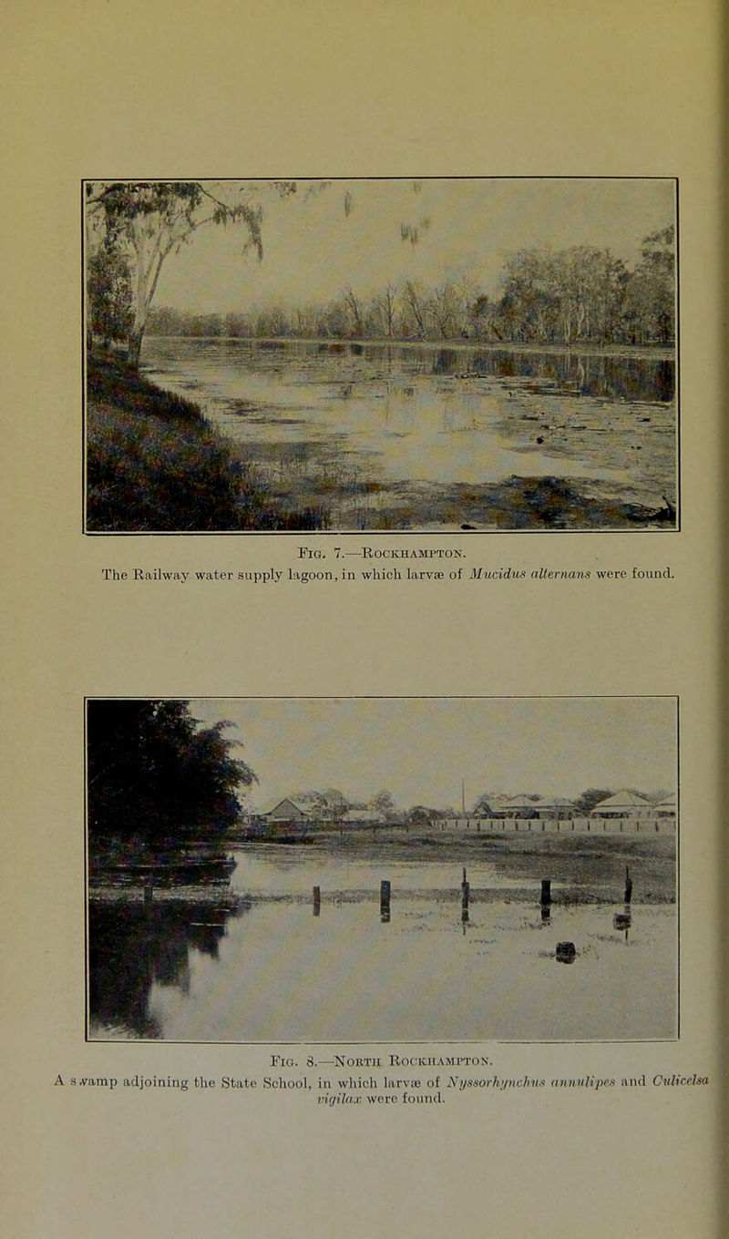 The Railway water supply lagoon, in which larvse of Mucidus allemans were found. Fig. 8.—North Rockhampton. A SrVamp adjoining the State School, in which larvae of Nyssorh>inchm annuUpes and CriliceUa vigila,x were found.