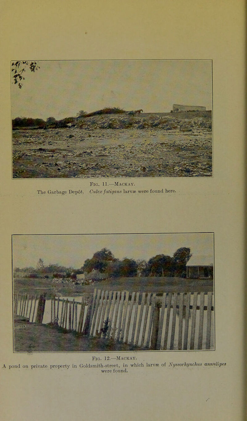 The Garbage Depot. Culex fatigans larvae were found here. Fig. 12.—Mackay. A pond on private property in Goldsmith-street, in which larvae of Ni/ssorhynchns annulipes were found.