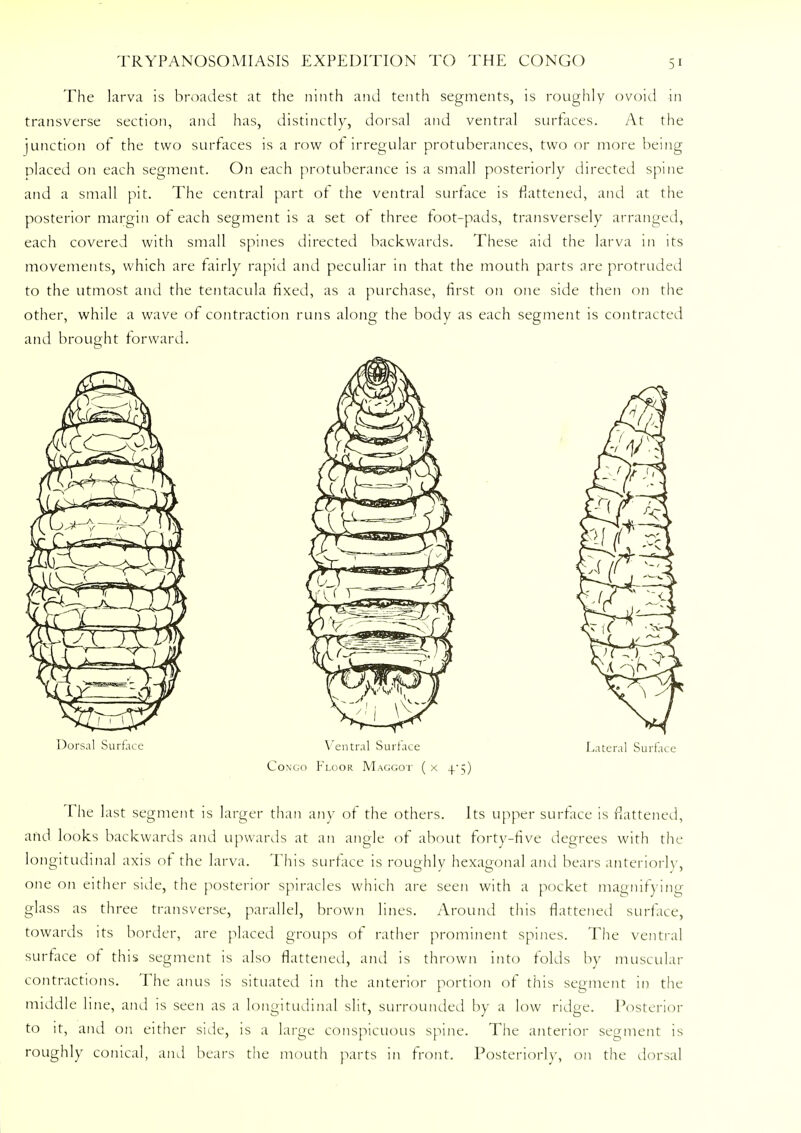 The larva is broadest at the ninth and tenth segments, is roughly ovoid in transverse section, and has, distinctly, dorsal and ventral surfaces. At the junction of the two surfaces is a row of irregular protuberances, two or more being placed on each segment. On each protuberance is a small posteriorly directed spine and a small pit. The central part of the ventral surface is flattened, and at the posterior margin of each segment is a set of three foot-pads, transversely arranged, each covered with small spines directed backwards. These aid the larva in its movements, which are fairly rapid and peculiar in that the mouth parts are protruded to the utmost and the tentacula fixed, as a purchase, first on one side then on the other, while a wave of contraction runs along the body as each segment is contracted and brought forward. Dorsal Surface Ventral Surface Lateral Surface Congo Floor Maggot ( x 4/5) The last segment is larger than any of the others. Its upper surface is flattened, and looks backwards and upwards at an angle of about forty-five degrees with the longitudinal axis of the larva. This surface is roughly hexagonal and bears anteriorly, one on either side, the posterior spiracles which are seen with a pocket magnifying glass as three transverse, parallel, brown lines. Around this flattened surface, towards its border, are placed groups of rather prominent spines. The ventral surface of this segment is also flattened, and is thrown into folds by muscular contractions. The anus is situated in the anterior portion of this segment in the middle line, and is seen as a longitudinal slit, surrounded by a low ridge. Posterior to it, and on either side, is a large conspicuous spine. The anterior segment is roughly conical, and bears the mouth parts in front. Posteriorly, on the dorsal