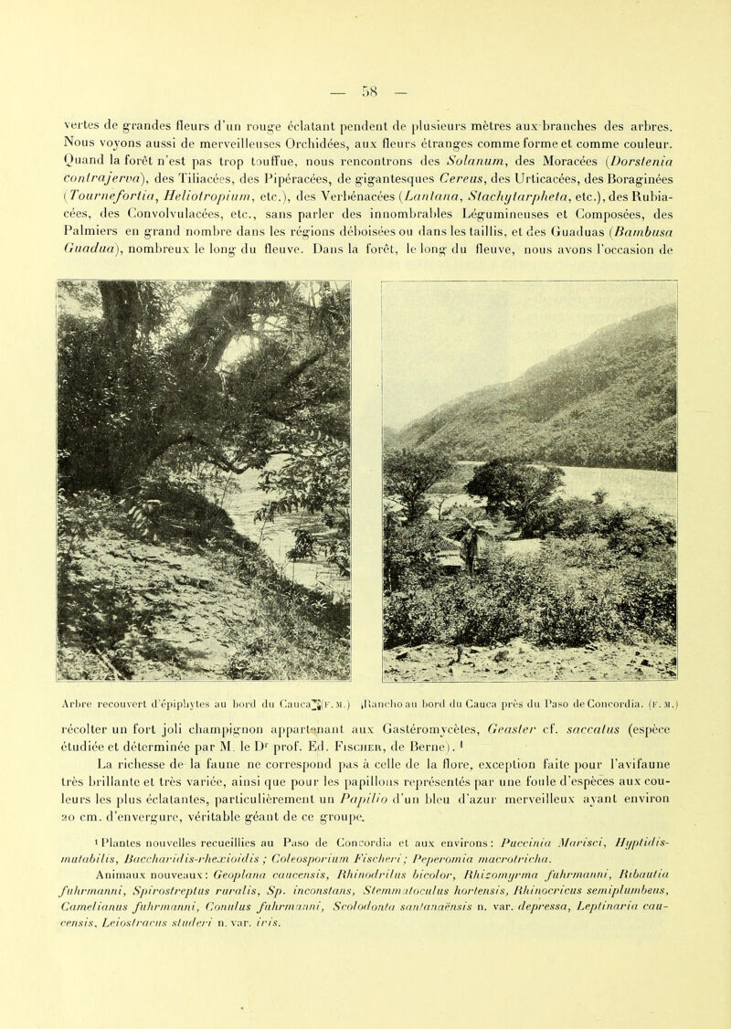 vertes de grandes fleurs d’un rouge éclatant pendent de plusieurs mètres aux branches des arbres. Nous voyons aussi de merveilleuses Orchidées, aux fleurs étranges comme forme eL comme couleur. Ou and la forêt n’est pas trop touffue, nous rencontrons des Solarium, des Moracées (Dorstenia conlrajerva), des Tiliacées, des Pipéracées, de gigantesques Cereus, des Urticacées, des Boraginées ( Tourneforha, Heliotropium, etc.), des Verbénacées (Lanlana, Stachylarpheta, etc.), des Rubia- cées, des Convolvulacées, etc., sans parler des innombrables Légumineuses et Composées, des Palmiers en grand nombre dans les régions déboisées ou dans les taillis, et des Guaduas (Barnbusa Guadua), nombreux le long du fleuve. Dans la forêt, le long du fleuve, nous avons l’occasion de Arbre recouvert d’épipliytes au bord du Cauca’JfF.m.) iltanchoau bord du Cauca près du Paso deConcordia. (f. il.) récolter un fort joli champignon appartenant aux Gastéromycètes, Geasler cf. saccalus (espèce étudiée et déterminée par M. le D1' prof. Ed. Fischer, de Berne). 1 La richesse de la faune ne correspond pas à celle de la flore, exception faite pour l’avifaune très brillante et très variée, ainsi que pour les papillons représentés par une foule d’espèces aux cou- leurs les plus éclatantes, particulièrement un Papilio d’un bleu d’azur merveilleux ayant environ 20 cm. d’envergure, véritable géant de ce groupe. 1 Plantes nouvelles recueillies au Paso de Concordia et aux environs: Pucciniu Marisci, Hyplidts- mulabilis, Buccharidis-rliexioidis ; Coleosporium Fischeri; Peperomia macroiricha. Animaux nouveaux : Geoplana caacensis, Rhinodrihis bicolor, Rhizomyrrna fuhrmanrii, Ribuutiu fulirmanni, Spirostreptus ruralis, Sp. inconstans, Stemrnatoculus hortensis, Rhinocricus semiplumbens, Camelianus fulirmanni, Conn/us fulirmanni, Scolodonta santanaënsis n. var. depressa, Leptinaria cau- censis, Leios/raciis studeia' n. var. iris.