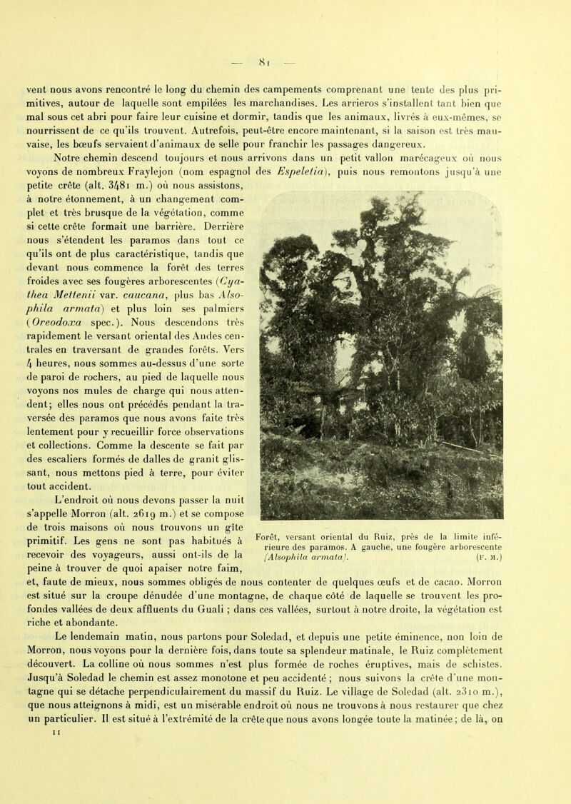 vent nous avons rencontré le long- du chemin des campements comprenant une tente des plus pri- mitives, autour de laquelle sont empilées les marchandises. Les arrieros s’installent tant bien que mal sous cet abri pour faire leur cuisine et dormir, tandis que les animaux, livrés à eux-mêmes, se nourrissent de ce qu’ils trouvent. Autrefois, peut-être encore maintenant, si la saison est très mau- vaise, les bœufs servaient d’animaux de selle pour franchir les passages dangereux. Notre chemin descend toujours et nous arrivons dans un petit vallon marécageux où nous voyons de nombreux Fraylejon (nom espagnol des Espeleiia), puis nous remontons jusqu’à une petite crête (ait. 3481 m.) où nous assistons, à notre étonnement, à un changement com- plet et très brusque de la végétation, comme si cette crête formait une barrière. Derrière nous s’étendent les paramos dans tout ce qu’ils ont de plus caractéristique, tandis que devant nous commence la forêt des terres froides avec ses fougères arborescentes (Cya- lhea Meitenii var. cancana, plus bas Also- phila armata) et plus loin ses palmiers (Oreodoxa spec.). Nous descendons très rapidement le versant oriental des Andes cen- trales en traversant de grandes forêts. Vers 4 heures, nous sommes au-dessus d’une sorte de paroi de rochers, au pied de laquelle nous voyons nos mules de charge qui nous atten- dent; elles nous ont précédés pendant la tra- versée des paramos que nous avons faite très lentement pour y recueillir force observations et collections. Comme la descente se fait par des escaliers formés de dalles de granit glis- sant, nous mettons pied à terre, pour éviter tout accident. L’endroit où nous devons passer la nuit s’appelle Morron (ait. 2619 m.) et se compose de trois maisons où nous trouvons un gîte primitif. Les gens ne sont pas habitués à Forêt’ ve,rsant oriental du R,uiz’ Prèsf de. la H'nite infé‘ 1 0 1 neure des paramos. A gauche, une tougere arborescente recevoir des voyageurs, aussi ont-ils de la (Alsophila armata). (f. m.) peine à trouver de quoi apaiser notre faim, et, faute de mieux, nous sommes obligés de nous contenter de quelques œufs et de cacao. Morron est situé sur la croupe dénudée d'une montagne, de chaque côté de laquelle se trouvent les pro- fondes vallées de deux affluents du Guali ; dans ces vallées, surtout à notre droite, la végétation est riche et abondante. Le lendemain matin, nous partons pour Soledad, et depuis une petite éminence, non loin de Morron, nous voyons pour la dernière fois, dans toute sa splendeur matinale, le Ruiz complètement découvert. La colline où nous sommes n’est plus formée de roches éruptives, mais de schistes. Jusqu’à Soledad le chemin est assez monotone et peu accidenté ; nous suivons la crête d’une mon- tagne qui se détache perpendiculairement du massif du Ruiz. Le village de Soledad (ait. 2310 m.), que nous atteignons à midi, est un misérable endroit où nous ne trouvons à nous restaurer que chez un particulier. Il est situé à l’extrémité de la crête que nous avons longée toute la matinée; de là, on