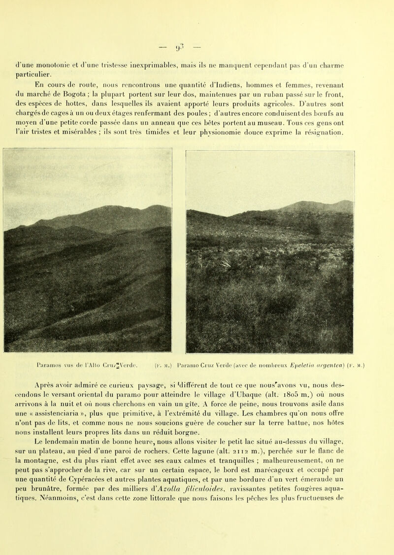 Paramos vus de l'Allo Ci u/^ferde. (f. m.) Paramo Cruz Verde (avec de nombreux Epelelici argentea) (r. m.) Après avoir admiré ce curieux paysage, si 'différent de tout ce que nous'avons vu, nous des- cendons le versant oriental du paramo pour atteindre le village d’Ubaque (ait. i8o5 m.) où nous arrivons à la nuit et où nous cherchons en vain un gîte. A force de peine, nous trouvons asile dans une « assistenciaria », plus que primitive, à l’extrémité du village. Les chambres qu’on nous offre n’ont pas de lits, et comme nous ne nous soucions guère de coucher sur la terre battue, nos hôtes nous installent leurs propres lits dans un réduit borgne. Le lendemain matin de bonne heure, nous allons visiter le petit lac situé au-dessus du village, sur un plateau, au pied d’une paroi de rochers. Cette lagune (ait. 2112 m.), perchée sur le flanc de la montagne, est du plus riant effet avec ses eaux calmes et tranquilles ; malheureusement, on ne peut pas s’approcher de la rive, car sur un certain espace, le bord est marécageux et occupé par une quantité de Cypéracées et autres plantes aquatiques, et par une bordure d’un vert émeraude un peu brunâtre, formée par des milliers d'Azolla filicaloides, ravissantes petites fougères aqua- tiques. Néanmoins, c’est dans cette zone littorale que nous faisons les pêches les plus fructueuses de — q.> — d’une monotonie et d’une tristesse inexprimables, mais ils ne manquent cependant pas d’un charme particulier. En cours de route, nous rencontrons une quantité d’indiens, hommes et femmes, revenant du marché de Bogota; la plupart portent sur leur dos, maintenues par un ruban passé sur le front, des espèces de hottes, dans lesquelles ils avaient apporté leurs produits agricoles. D’autres sont chargés de cages à un ou deux étages renfermant des poules; d’autres encore conduisentdes bœufs au moyen d’une petite corde passée dans un anneau que ces bêtes portent au museau. Tous ces gens ont l’air tristes et misérables ; ils sont très timides et leur physionomie douce exprime la résignation.