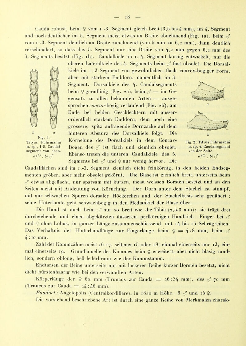 Fig. 1 : Tityus Fuhrmanni n. sp., 1-5. Caudal- segment von oben. a} 9 , b] ç? Fig. 2 : Tityus Fuhrmanni n. sp. 4. Caudalsegment von der Seite. a) 9, b) J Cauda robust, beim Ç vom i.-3. Segment gleich breit (3,5 bis 4 mm), im 4- Segment und noch deutlicher im 5. Segment meist etwas an Breile abnehmend (Fig. ta), beim çf vom i.-3. Segment deutlich an Breite zunehmend (von 5 mm zu 6,2 mm), dann deutlich verschmâlert, so dass das 5. Segment nur eine Breite von 4,2 mm gegen 6,2 mm des 3. Segments besitzt (Fig. ib). Caudalkiele im i.-4. Segment kôrnig entwickelt, nur die oberen Lateralkiele des 4- Segments beim fast obsolet. Die Dorsal- Il 1 n kiele im i.-3 Segment von gewôhnlicher, flach convex-bogiger Form, aber mit starkem Enddorn, namentlich im 3. Segment. Dorsalkiele des 4- Caudalsegments beim $ geradlinig (Fig. 2a), beim — im Ge- gensatz zu allen bekannten Arten -— ausge- ■ r,'\ fV'i sprochen concao-bogig verlaufend (Fig. 2b), am « J Ende bei beiden Geschlechtern mit ausser- ordentiicli starkem Enddorn, dem noch eine grôssere, spitz aufragende Dornzacke auf dem hinteren Absturz des Dorsalkiels folgt. Die Kôrnelung des Dorsalkiels in dem Concav- Bogen des <£ ist flach und ziemlich obsolet. Ebenso treten die unteren Caudalkiele des 5. Segments bei çf und $ nur wenig hervor. Die Caudalflâchen sind im i.-3. Segment ziemlich dicht feinkôrnig, in den beiden Endseg- menten grôber, aber mehr obsolet gekôrnt. Die Blase ist ziemlich breit, nnterseits beim c? etwas abgeflacht, nur sparsam mil kurzen, meist weissen Borsten besetzt und an den Seiten meist mit Andeutung von Kôrnelung. Der Dorn unter dem Stachel ist stumpf, mit nur schwachen Spuren dorsaler Hockerchen und der Stachelbasis sehr genâhert ; seine Unterkante geht schwachbogig in den Mediankiel der Blase iiber. Die Hand ist aucli beim <3* nur so breit wie die Tibia (2,5-3 mm); sie trâgl drei durchgehende und einen abgekürzten âusseren perlkôrnigen Flandkiel. Finger bei çf und $ ohne Lobus, in ganzer Lange zusammenschliessend, mit i4 bis i5 Schrâgreihen. Das Yerhâllnis der Hinterhandlange zur Fingerlânge beim 9 = 4:8 mm, beim 4 :10 mm. Zabi der Ivammzâhne meist 16-17, seltener i5 oder 18, einmal einerseits nur i3, ein- mal einerseits 19. Grundlamelle des Kammes beim 9 erweitert, aber nicht blasig rund- lich, sondern oblong, hell lederbraun wie der Kammstamm. Endtarsen der Beine unterseits nur mit lockerer Reihe kurzer Borsten besetzt, nicht dicht bürstenhaarig wie bei den verwandten Arten. Kôrperlânge der $ 60 mm (Truncus zur Cauda = 26:34 mm), des <3* 70 mm (Truncus zur Cauda = 24:46 mm). Fundort: Angelopolis (Centraikordillere), in 1820 m Hôhe. 6 ^ und i5 9- Die vorstehend beschriebene Art ist durch eine ganze Reihe von Merkmalen charak-