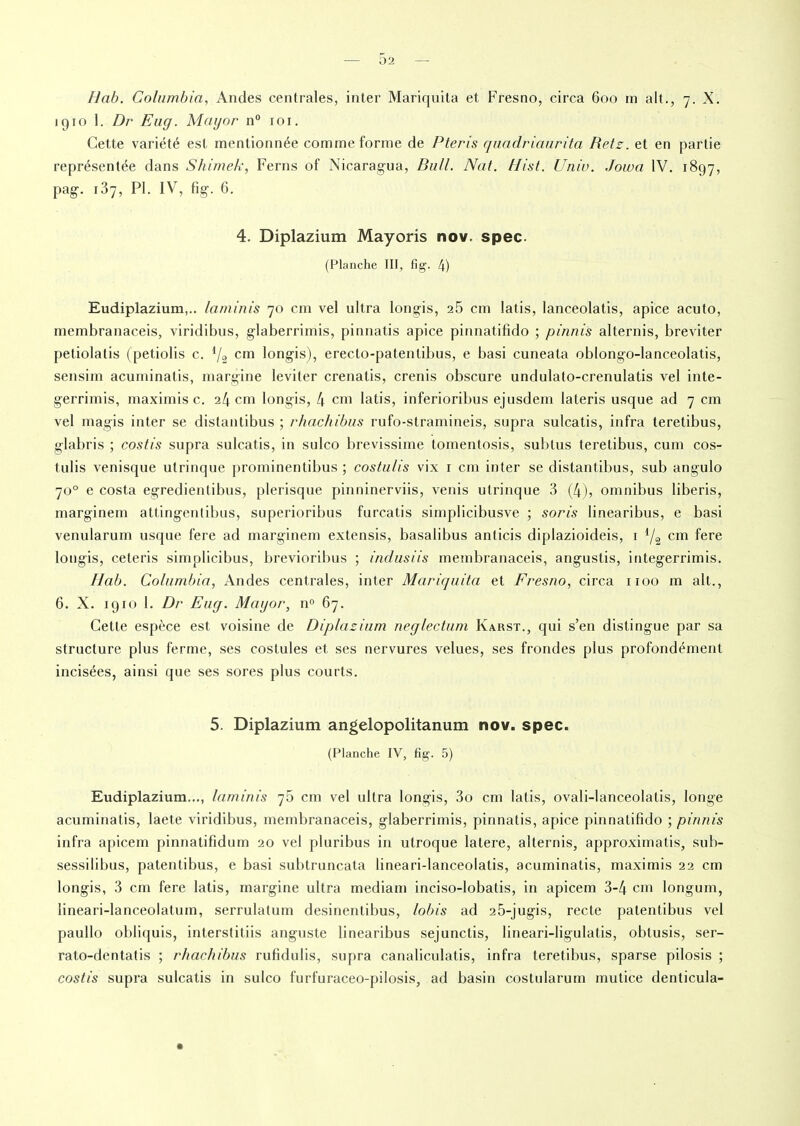 Hab. Columbia, Andes centrales, inter Mariquita et Fresno, circa 600 m ait., 7. X. 1910 1. Dr Eug. Mayor n° xoi. Cette variété est mentionnée comme forme de Pteris quadriaurita Retz, et en partie représentée dans Shimek, Feras of Nicaragua, Bull. Nat. Hist. Univ. Jowa IV. 1897, pag. 137, PI. IV, fig. 6. 4. Diplazium Mayoris nov. spec. (Planche III, fig1. 4) Eudiplazium,.. laminis 70 cm vel ultra longis, 25 cm latis, lanceolatis, apice acuto, membranaceis, viridibus, glaberrimis, pinnatis apice pinnatifido ; pinnis altérais, breviter petiolatis (petiolis c. l/ç, cm longis), erecto-patenlibus, e basi cuneata oblongo-lanceolatis, sensim acuminatis, margine leviter crenatis, crenis obscure undulato-crenulatis vel inte- gerrimis, maximise. 24cm longis, 4 cm latis, inferioribus ejusdem lateris usque ad 7 cm vel magis inter se distantibus ; rhachibus rufo-stramineis, supra sulcatis, infra teretibus, glabris ; costis supra sulcatis, in sulco brevissime tomentosis, subtus teretibus, cum cos- tulis venisque utrinque prominentibus ; costulis vix 1 cm inter se distantibus, sub angulo 70° e costa egredientibus, plerisque pinninerviis, venis utrinque 3 (4), omnibus liberis, marginem attingenlibus, superioribus furcatis simplicibusve ; soris linearibus, e basi venularum usque fere ad marginem extensis, basalibus anticis diplazioideis, 1 d/2 cm fere longis, ceteris simplicibus, brevioribus ; indusiis membranaceis, angustis, integerrimis. Hab. Columbia, Andes centrales, inter Mariquita et Fresno, circa 1100 m ait., 6. X. 1910 1. Dr Eug. Mayor, n° 67. Cette espèce est voisine de Diplazium neglectum Ivarst., qui s’en distingue par sa structure plus ferme, ses costules et ses nervures velues, ses frondes plus profondément incisées, ainsi que ses sores plus courts. 5. Diplazium angelopolitanum nov. spec. (Planche IV, fig. 5) Eudiplazium..., laminis 75 cm vel ultra longis, 3o cm latis, ovali-Ianceolatis, longe acuminatis, laete viridibus, membranaceis, glaberrimis, pinnatis, apice pinnatifido ; pinnis infra apicem pinnatifidum 20 vel pluribus in utroque latere, altérais, approximatis, sub- sessilibus, patentibus, e basi subtruncata lineari-lanceolatis, acuminatis, maximis 22 cm longis, 3 cm fere latis, margine ultra mediam inciso-lobatis, in apicem 3-4 cm longum, lineari-lanceolatum, serrulatum desinentibus, /obis ad 25-jugis, recte patentibus vel paullo obliquis, interstitiis auguste linearibus sejunctis, Iineari-ligulatis, obtusis, ser- rato-dentatis ; rhachibus rufidulis, supra canaliculatis, infra teretibus, sparse pilosis ; costis supra sulcatis in sulco furfuraceo-pilosis, ad basin costularum mutice denticula-