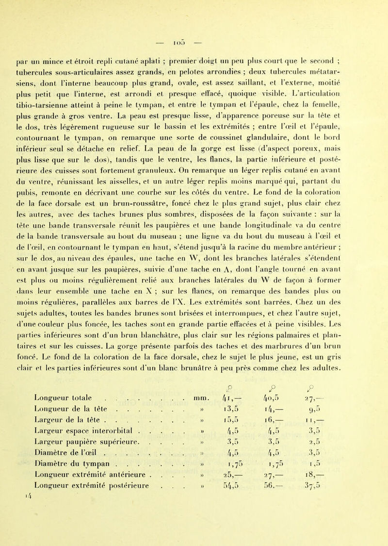 par un mince et étroit repli cutané aplati ; premier doigt un peu plus court que le second ; tubercules sous-articulaires assez grands, en pelotes arrondies ; deux tubercules métatar- siens, dont l’interne beaucoup plus grand, ovale, est assez saillant, et l’externe, moitié plus petit que l’interne, est arrondi et presque effacé, quoique visible. L’articulation tibio-tarsienne atteint à peine le tympan, et entre le tympan et l’épaule, chez la femelle, plus grande à gros ventre. La peau est presque lisse, d’apparence poreuse sur la tête et le dos, très légèrement rugueuse sur le bassin et les extrémités ; entre l’œil et l’épaule, contournant le tympan, on remarque une sorte de coussinet glandulaire, dont le bord inférieur seul se détache en relief. La peau de la gorge est lisse (d’aspect poreux, mais plus lisse que sur le dos), tandis que le ventre, les flancs, la partie inférieure et posté- rieure des cuisses sont fortement granuleux. On remarque un léger replis cutané en avant du vende, réunissant les aisselles, et un autre léger replis moins marqué qui, partant du pubis, remonte en décrivant une courbe sur les côtés du ventre. Le fond de la coloration de la face dorsale est un brun-roussâtre, foncé chez le plus grand sujet, plus clair chez les autres, avec des taches brunes plus sombres, disposées de la façon suivante : sur la tète une bande transversale réunit les paupières et une bande longitudinale va du centre de la bande transversale au bout du museau ; une ligne va du bout du museau à l’œil et de l’œil, en contournant le tympan en haut, s’étend jusqu’à la racine du membre antérieur ; sur le dos, au niveau des épaules, une tache en W, dont les branches latérales s’étendent en avant jusque sur les paupières, suivie d’une tache en A, dont l’angle tourné en avant est plus ou moins régulièrement relié aux branches latérales du W de façon à former dans leur ensemble une tache en X ; sur les flancs, on remarque des bandes plus ou moins régulières, parallèles aux barres de l’X. Les extrémités sont barrées. Chez un des sujets adultes, toutes les bandes brunes sont brisées et interrompues, et chez l’autre sujet, d’une couleur plus foncée, les taches sont en grande partie effacées et à peine visibles. Les parties inférieures sont d’un brun blanchâtre, plus clair sur les régions palmaires et plan- taires et sur les cuisses. La gorge présente parfois des taches et des marbrures d’un brun foncé. Le fond de la coloration de la face dorsale, chez le sujet le plus jeune, est un gris clair et les parties inférieures sont d’un blanc brunâtre à peu près comme chez les adultes. lP P P Longueur totale mm. 4c— 4o,5 27 “ Longueur de la tête .... » T 3,5 i4,— 9»5 Largeur de la tête » 15,5 • 6,— ii,— Largeur espace interorbital . . . . » 4,5 4,5 3,5 Largeur paupière supérieure. . . . » 3,5 3,5 2,5 Diamètre de l’œil . . . » 4,5 4,5 3,5 Diamètre du tympan .... . . . » i,75 C75 i ,5 Longueur extrémité antérieure . » 25,— 27> 18,- Longueur extrémité postérieure . . . » 54,5 56.— 37,5 *4