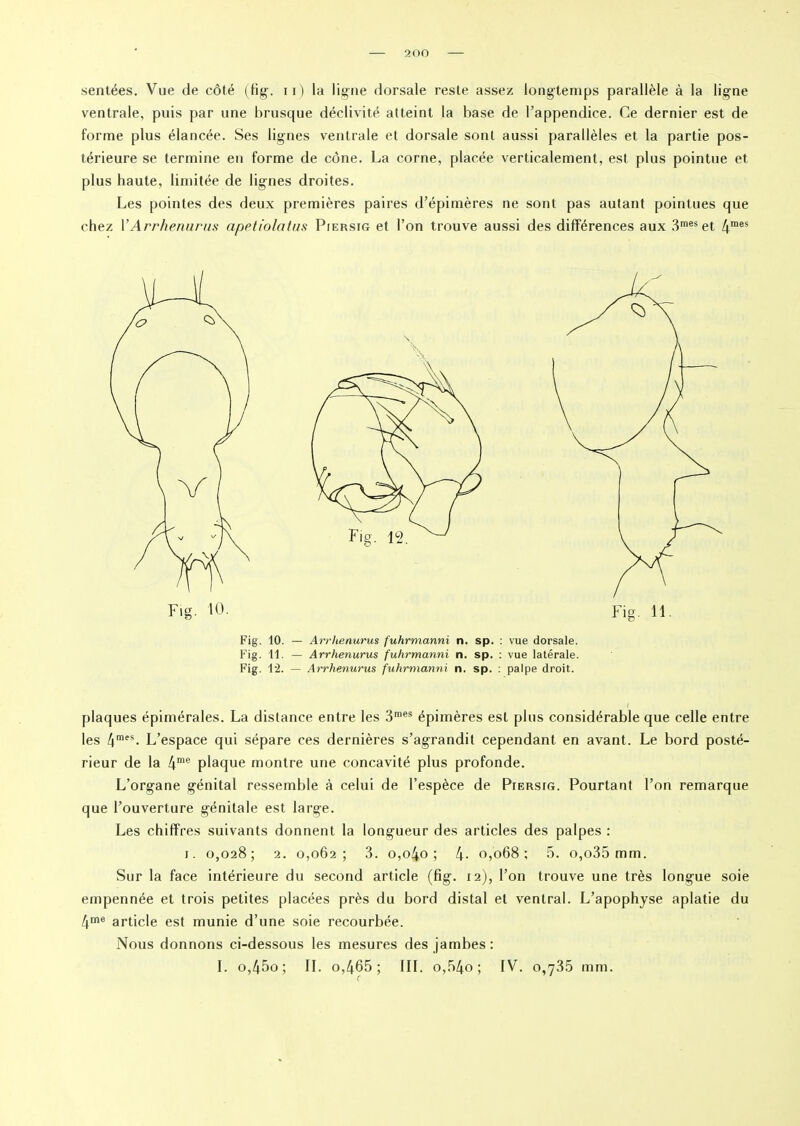 sentées. Vue de côté (fig. 11) la ligne dorsale reste assez longtemps parallèle à la ligne ventrale, puis par une brusque déclivité atteint la base de l’appendice. Ce dernier est de forme plus élancée. Ses lignes ventrale et dorsale sont aussi parallèles et la partie pos- térieure se termine en forme de cône. La corne, placée verticalement, est plus pointue et plus haute, limitée de lignes droites. Les pointes des deux premières paires d’épimères ne sont pas autant pointues que chez Y Arrhenurus apetiolatus Piersig et l’on trouve aussi des différences aux 3mes et 4mes Fig. 10. — Arrhenurus fuhrmanni n. sp. : vue dorsale. Fig. 11. — Arrhenurus fuhrmanni n. sp. : vue latérale. Fig. 12. — Arrhenurus fuhrmanni n. sp. : palpe droit. plaques épimérales. La distance entre les 3mes épimères est plus considérable que celle entre les 4mes. L’espace qui sépare ces dernières s’agrandit cependant en avant. Le bord posté- rieur de la 4me plaque montre une concavité plus profonde. L’organe génital ressemble à celui de l’espèce de Piersig. Pourtant l’on remarque que l’ouverture génitale est large. Les chiffres suivants donnent la longueur des articles des palpes : i. 0,028; 2. 0,062; 3. o,o4o ; 4- 0,068; 5. o,o35 mm. Sur la face intérieure du second article (fig. 12), l’on trouve une très longue soie empennée et trois petites placées près du bord distal et ventral. L’apophyse aplatie du 4me article est munie d’une soie recourbée. Nous donnons ci-dessous les mesures des jambes : I. o,45o ; IL o,465; III. o,54o ; IV. 0,735 mm.