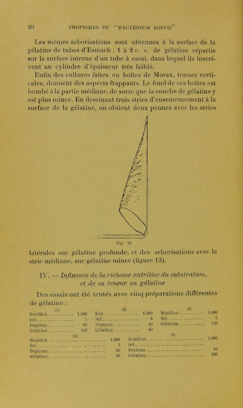 Les mêmes aiboi'isalions sont obtenues à la surface de la gélatine de tubes d'Esmach : i à 2 c. c. de gélatine répartis sur la surface interne d'un tube à essai, dans lequel ils inscri- vent un cylindre d'épaisseur très faible. Enfin des cultures faites en boîtes de Morax, tenues verti- cales, donnent des aspects frappants. Le fond de ces boîtes est bombé à la partie médiane, de sorte que la couche de gélatine y est plus mince. En dessinant trois stries d'ensemencement à la surface de la gélatine, on obtient deux pennes avec les stries latérales sur gélatine profonde, et des arborisations avec la strie médiane, sur gélatine mince (figure 13). IV. — Influence de la richesse nutritive du substratwn, et de sa teneur en gélatine Des essais ont été tentés avec cinq préparations difTérenles de gélatine : BouiUun Sel Peptonc. (â) 1.000 Bouillon 5 10 10 Gélatine 130 80 (31 130 Bouillon 1,000 Bouillon ^f! «.000 Sel ^ ï>cl Peptone lo Peptone *0 Gélatine 80 Gélatine *80
