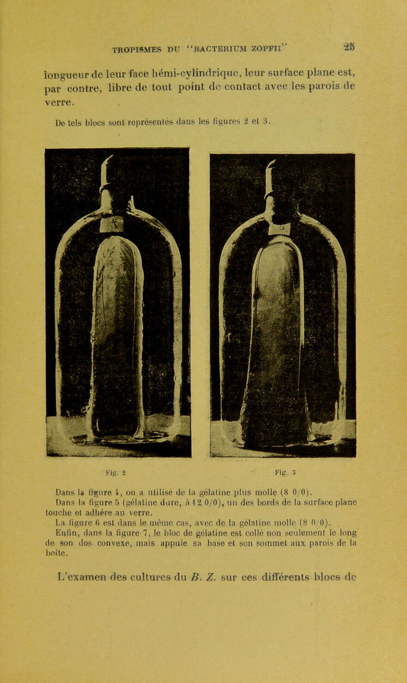 longueur de leur face hémi-cylindrique, leur surface plane est, par contre, libre de tout point de contact avec les parois de verre. De tels blocs sont représentés dans les figures 2 et 3. Kig. 2 Fig. 3 Dans la trgure 4, on.a utilisé de la gélatine plus mollç (8 0/0). Dans la figure 5 (gélatine dure, à 12.0/0), un des bords de la surface plane louche et adhère au verre. La (igure 6 est dans le mcnic cas, avec de la gélatine molle (8 0/0). Enfin, dans la figure 7, le bloc de gélatine est collé non seulenienf le long de son dos convexe, mais appuie sa base et son sommet aux parois de la boite. L'examen des cultures du B. Z. sur ces différents blocs de