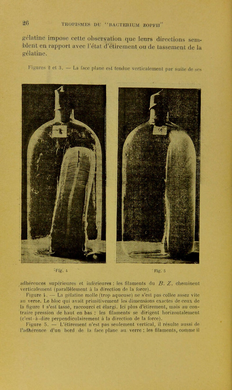 ^^élatine impose cette observation que leurs directions sem- blent en rapport avec l'état d etiremenl ou de tassement de la gélatine. Figures '2 et 3. — La litco plane esl lenclue verlicalement par suite de ses -Ffg. 4 Fig; 5 adhérences supérieures et inférieures: les filaments du B, Z. cheminent verticalement (parallèlement à la direction de la Ibrce). Figure l. — La gélatine molle (trop aqueuse) ne s'est pas collée assez vite au verie. Le bloc qui avait primitivement les dimensions exactes de ceux de la figure I s'est lassé, raccourci et élargi. Ici plus d'élirement, mais au con- traire pression de haut en bas : les filaments se dirigent horizontalement (c'est-à-dire perpendiculairement à la direction de la force). Figure 5. — L'étirement n'est pas seulement vertical, il résulte aussi de l'adhérence d'un bord de la face plane au verre : les filaments, comme il