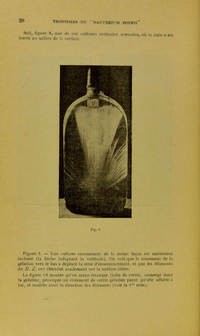 Soit, figure 8, une de ces cultures verticales normales, où la slrie a élé tracée au milieu de l;i surrace. Fig.8 Figure 9. — Une culture ensemencée de la même façon est maintenue inclinée (la (lèche indiquant la verticale). On voit que le tassement de la gélatine vers le bas a déplacé la strie d'ensemencement, et que les filainet)ls du B. Z. ont cheminé seulement sur la surface étirée. La figure 10 montre qu'un corps étranger (tube de verre), immerge dans la gélatine, provoque un otiremcnl de ceitte gélatine parce qu'elle adhère à