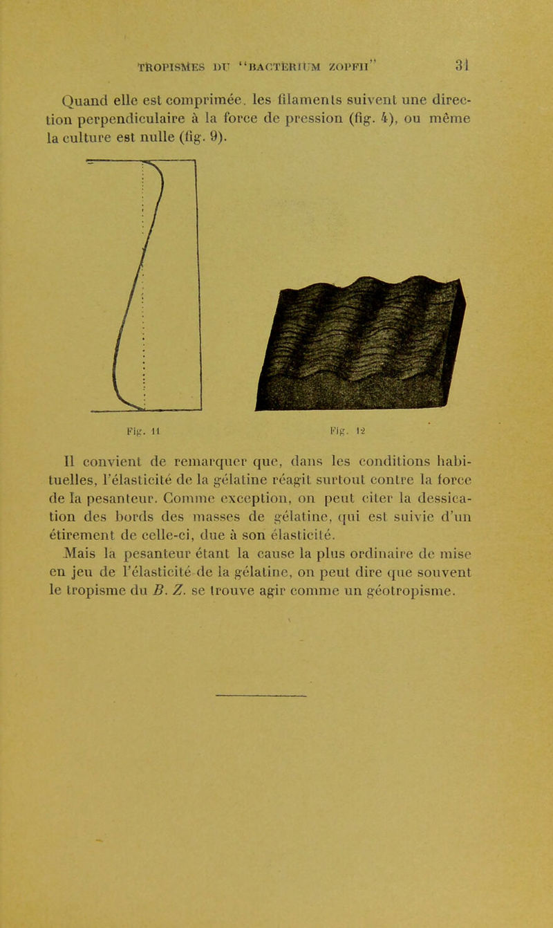 Quand elle est comprimée, les lîlamenls suivent une direc- tion perpendiculaire à la force de pression (fig. 4), ou même la culture est nulle (fig. 9). Fiir. It 1-2 Il convient de remarquer que, dans les conditions habi- tuelles, l'élasticité de la gélatine réagit surtout contre la force de la pesanteur. Gomme exception, on peut citer la dessica- tion des bords des masses de gélatine, (pii est suivie d'un étirement de celle-ci, due à son élasticité. Mais la pesanteur étant la cause la plus ordinaire de mise en jeu de l'élasticité de la gélatine, on peut dire que souvent le tropisrae du B. Z. se trouve agir comme un géotropisme.