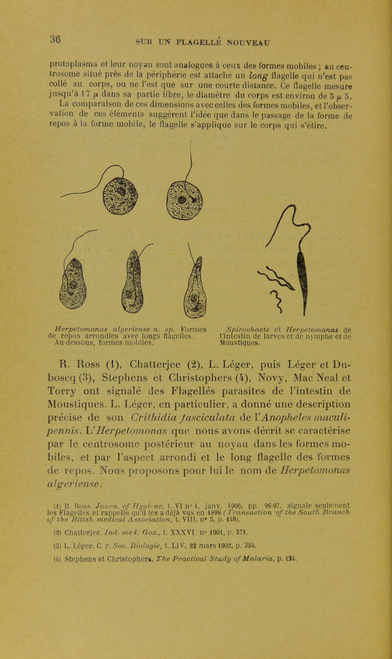 protoplasma et leur noyau sont analogues à ceux des formes mobiles ; au cen- trosome situé près de la périphérie est attaché un long llagelle qui n'est pas collé au corps, ou ne l'est que sur une courte distance. Ce llagelle mesure jusqu'à M f* dans sa partie libre, le diamètre du corps est environ de 5 pt 5, La comparaison de ces dimensions avec celles des formes mctbiles, et l'obser- vation de ces éléments suggèrent l'idée que dans le passage de la forme de repos à la forme mobile, le flagelle s'applique sur le corps qui s'étire. Herpetomonas algeriense n. sp. Formes Spirochaete et Herpetomonaa de (le repos arrondies avec longs flagelles. l'Intestin de larves et de nvmphe et de Au-dessous, formes mobiles. Moustiques. R. Ross (1), Chatlerjee (2), L. Léger, puis Léger et Du- boseq (3), Stephens et Cliristophers (4), Novy, Mac Neal et Torry ont signalé des Flagellés parasites de l'intestin de Moustiques. L. Léger, en particulier, a donné une description précise de son Crifhidia Jasciculata de VAnophèles niaculi- pennis. UHerpetomonas que nous avons décrit se caractérise par le centrosonie postérieur au noyau dans les formes mo- biles, et par l'aspect arrondi et le long flagelle des formes de repos. Nous proposons pour lui le nom Herpetomonas algeriense. (DU Itoss Jouiri. of Hmil'm; \. S\ n'^\. jimv. <906, pp. 96-97, signale sculcnent les Flagolli's cl rappc'll'o qu'il les ad6j<1 vus en 1898 (Transaction of the South Branch of the Bitish médical Association, l. 'VIII, n* 5, p. 148). (-2) Cliaiterjec. Ind. mei. Gaz., t. XXXVI n° 1901, p. 371. (3) L. Léger. C, r. Soc. Biologie, t. Ll V, 2Î mars 1902, p. 354. (4) Stcptiens et Christophers, The Practical Study of Malaria, p. U4,