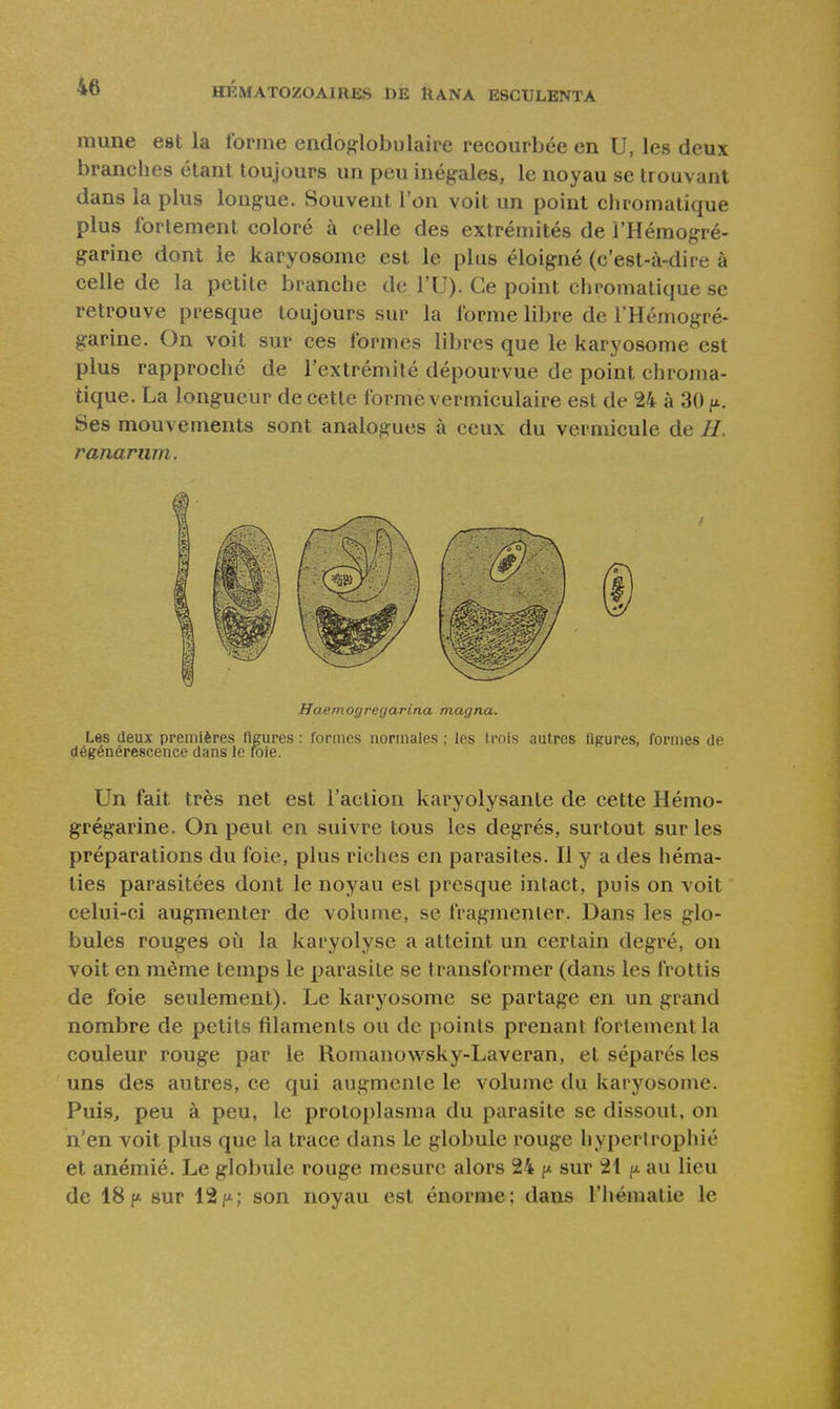 mune est la forme endoglobulaire recourbée en U, les deux branches étant toujours un peu inégales, le noyau se trouvant dans la plus longue. Souvent l'on voit un point chromatique plus fortement coloré à celle des extrémités de î'Hémogré- garine dont le karyosome est le plus éloigné (c'est-à-dire à celle de la petite branche de l'U). Ce point chromatique se retrouve presque toujours sur la forme libre de l'Hémogré- garine. On voit sur ces formes libres que le karyosome est plus rapproché de l'extrémité dépourvue de point chroma- tique. La longueur de cette forme vermiculaire est de 24 à 30 fi. Ses mouvements sont analogues à ceux du verniicule de H. ranariim. Haemogregarina magna. Les deux premières figures : formes normales ; les trois autres figures, formes de dégénérescence dans le foie. Un fait très net est l'action karyolysante de cette Hémo- grégarine. On peut en suivre tous les degrés, surtout sur les préparations du foie, plus riches en parasites. Il y a des héma- ties parasitées dont le noyau est presque intact, puis on voit celui-ci augmenter de volume, se fragmenter. Dans les glo- bules rouges où la karyolyse a atteint un certain degré, on voit en môme temps le parasite se transformer (dans les frottis de foie seulement). Le karyosome se partage en un grand nombre de petits filaments ou de points prenant fortement la couleur rouge par le Romanowsky-Laveran, et séparés les uns des autres, ce qui augmcnle le volume du karyosome. Puis, peu à peu, le protoplasma du parasite se dissout, on n'en voit plus que la trace dans le globule rouge hyperirophié et anémié. Le globule rouge mesure alors 24 p sur 21 [l au lieu de 18f* sur 12/^; son noyau est énorme; dans l'hématie le