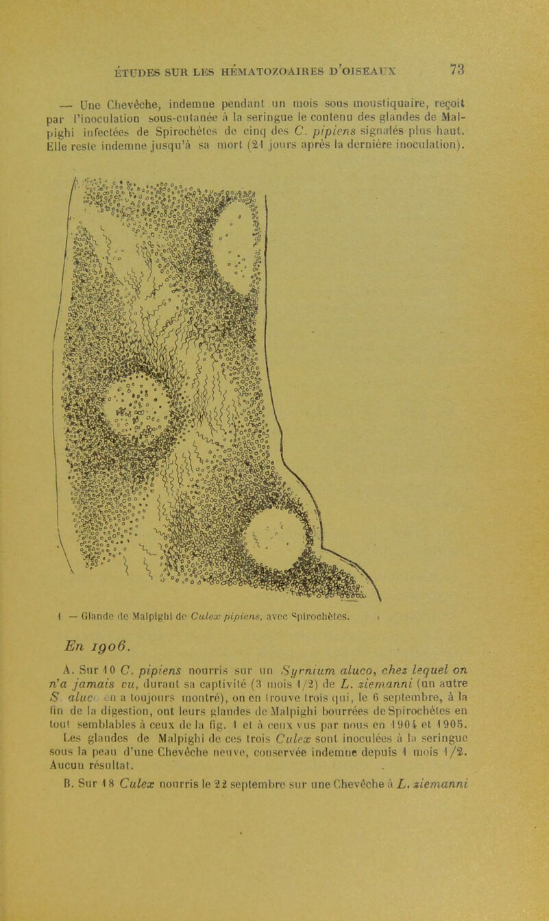 — Une Clievêche, indemne pendant un mois sons moustiquaire, reçoit par rinoculalion sous-cutanée à la seringue le contenu des glandes de Mal- pighi infectées de Spirochètes do cinq des C. pipiens signalés pins haut. Elle reste indemne jusqu'à sa mort (21 jo\irs après la dernière inoculation). En jgo6. A. Sur 10 C. pipiens nourris sur un Syrnium aluco, chez lequel on n'a jamais vu, durant sa captivité (3 uiois 1/2) de L, ziemanni (un autre <S aluc> en a toujours montré), on en trouve trois qui, le 6 septembre, à la fu) de la digestion, ont leurs glandes de Malpiglii ijourrées de Spirochètes en tout semblables à ceux de la lig. 1 et à ceux vus par nous en I90i et 1905. Les glandes de Malpighi de ces trois Culex sont inoculées à la seringue sous la peau d'une Chevêche neuve, conservée indemne depuis 1 mois 1 /2. Aucun résultat. B. Sur 18 Culex nourris le 22 septembre sur «ne Chevêche à L. ziemanni