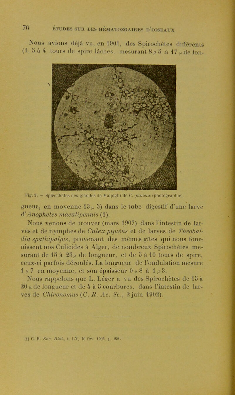 Nous avions déjà vu, en 1901, des Spirochèles diirérents (l, 0 à 4 tours de spire lAclies, mesurant 8 p 5 à 17 de lon- Kig. 2. — Spiroeliètes des glandes rie Malpighi de C. pipicns (i)liuLugru[)liie>. gueur, en moyenne 13 m o) dans le tube digestif d'une larve d'Anophèles maciilipermis (1). Nous venons de trouver (mars 1907) dans l'intestin de lar- ves et de nymphes de Ciilex pipiéns et de larves de Theobal- dia spalhipalpiff, provenant des mêmes gîtes qui nous four- nissent nos Culicides à Alger, de nombreux Spirochètes me- surant de 15 à 25y. de longueur, et de 5 à 10 tours de spire, ceux-ci parfois déroulés. La longueur de l'ondulation mesure \ U.1 en moyenne, et son épaisseur 0 ft 8 à 1 /;t 3. Nous rappelons que L. Léger a vu des Spirochètes de 15 à 20 y. de longueur et de 4 à 5 courbures, dans l'intestin de lar- ves de Chironomrin (C. R. Ac. Se, 2 juin 1902). (I) n. IS. .Soc. niol.. I (,X. in fév. 1906. |i. •201.