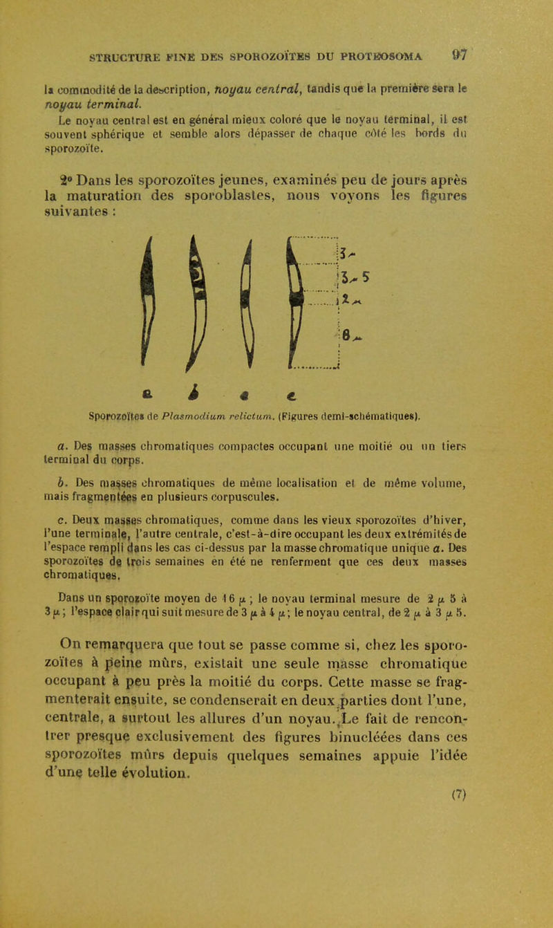 la commodité de la description, noyau central, tandis que la première sera le noyau terminal. Le noyau central est en général mieux coloré que le noyau terminal, il es! souvent sphérique et semble alors dépasser de chaque c<Mé les bords du sporozoïte. 2 Dans les sporozoïtes jeunes, examinés peu de jours après la maturation des sporoblasles, nous voyons les figures suivantes : 5^5 8. i « e Sporozoïtes de Plasmodium relictum. (Figures deml-scliématiques). a. Des masses chromatiques compactes occupant une moitié ou un tiers terminal du corps. b. Des masses chromatiques de même localisation et de même volume, mais Tragmentées en plusieurs corpuscules. c. Deux masses chromatiques, comme dans les vieux sporozoïtes d'hiver, l'une terminalQ, l'autre centrale, c'est-à-dire occupant les deux extrémités de l'espace rempli dans les cas ci-dessus par la masse chromatique unique a. Des sporozoïtes de trois semaines en été ne renferment que ces deux niasses chromatiquQs. Dans un sporocoïte moyen de 16 p ; le noyau terminal mesure de 2 5 à 3f*; l'espace clairqui suit mesure de 3 à 4 fi; le noyau central, de 2 f* à 3 fi 5. On remarquera que tout se passe comme si, chez les sporo- zoïtes à peine mûrs, existait une seule masse chromatique occupant à peu près la moitié du corps. Cette masse se frag- menterait ensuite, se condenserait en deux .parties dont l'une, centrale, a surtout les allures d'un noyau, .Le fait de rencon- trer presque exclusivement des figures binucléées dans ces sporozoïtes mûrs depuis quelques semaines appuie l'idée d'une telle évolution.