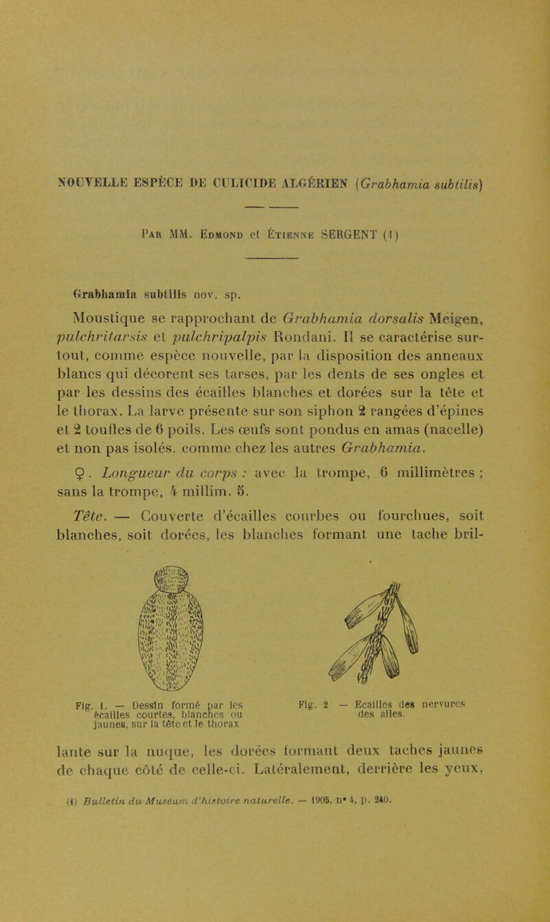 NOUYELLE ESPÈCE DE CULK IDE ALGÉRIEN {Grabhamia subtilis) Par mm. Edmond el Étienne SERGENT (1) Orabhamia subtilis nov. sp. Moustique se rapprochant de Grabhamia dorsalis Méigen, ■pulchrita.rsis et pii/chripalpis Rondani. Il se caractérise sur- tout, comme espèce nouvelle, par la disposition des anneaux blancs qui décorent ses tarses, par les dents de ses ongles et par les dessins des écailles blanches et dorées sur la tète et le thorax. La larve présente sur son siphon 2 rangées d'épines et 2 toufles de 6 poils. Les œufs sont pondus en amas (nacelle) et non pas isolés, comme chez les autres Grabhamia. 9 • Longueur du corps : avec la trompe, 6 millimètres ; sans la trompe, 4 millim. 5. Tête. — Couverte d'écaillés courbes ou fourchues, soit blanches, soit dorées, les blanches formant une tache bril- Fig. 1. — Dessin formé uar les Flg. 2 — Ecailles des nervures écailles courtes, blanches ou (les ailes, jaunes, sur la tête et le thorax lante sur la nuque, les dorées formant deux taches jaunes de chaque côté de celle-ci. Latéralement, derrière les yeux,