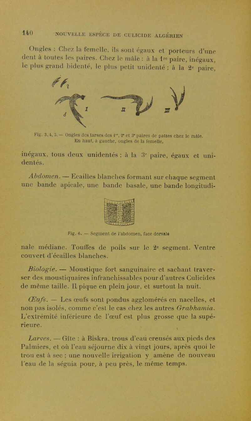 Oncles : Chez la femelle, ils sont éj^aux et porteurs d'une dent à toutes les paires. Chez le niAle : à la t^-c paire, inégaux, le plus grand hidenlé, le plus petit unidenlé : à la 2* paire! Fig. 3,4, j. — Ongles des tarses des 1, 2* et 3* paires de pattes chez le màle. En haut, à gauche, ongles de la femelle. inégaux, tous deux unidentés ; à la 8 paire, égaux et uni- dentés. Abdomen. — Ecailles blanches formant sur chaque segment une bande apicale, une bande basale, une bande longitudi- Flg. 6. — Segment de l'abdomen, face dorsale nale médiane. Touffes de poils sur le â« segment. Ventre couvert d'écailies blanches. Biologie. — Moustique fort sanguinaire et sachant traver- ser des moustiquaires infranchissables pour d'autres Culicides de même taille. Il pique en plein jour, et surtout la nuit. Œufs. — Les œufs sont pondus agglomérés en nacelles, et non pas isolés, comme c'est le cas chez les autres Grabhamia. L'extrémité inférieure de l'œuf est plus grosse que la supé- rieure. Larves. — Gîte : à Biskra, trous d'eau creusés aux pieds des Palmiers, et où l'eau séjourne dix à vingt jours, après quoi le trou est à sec ; une nouvelle irrigation y amène de nouveau Teau de la séguia pour, à peu près, le même temps.