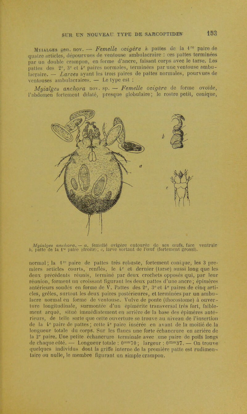 m MyiALGES geii. nov. — Femelle ooigère à pattes tic la paire de quiUrc arlides, ilépourvucs de ventouse ambulacraire : ces pattes terminées par un double crampon, en forme d'ancre, faisant corps avec le tarse. Les pâlies des 2, 3 et paires normales, terminées par une ventouse ambu- lacraire. — Larces ayant les trois paires de pattes normales, pourvues de ventouses ambulacraires. — Le type est : Myialges anchora nov. sp, — Femelle ooigère de forme ovoïde, Tabdomen fortement dilalé, presque globulaire; le rostre petit, conique, / ■ / • MyiaUjes anchora, — a, feniollé ovigérc entourée de ses œufs, face ventrale b, iiatte de la V paire (droite); c, larve sortant de l'œuf (fortement grossi). normal; la 1'' paire de pattes très robuste, fortement conique, les 3 pre- miers articles courts, renflés, le i* et dernier (tarse) aussi long que les deux précédents réunis, lerminé par deux crocbets opposés qui, par leur réunion, forment un croissant figurant les deux pattes d'une ancre; épimères antérieurs soudés en forme de V. Pattes des ï*, 3''et 4* paires de cinq arti- cles, grêles, surtout les deux paires postérieures, et terminées par un ambu- lacre normal en forme de vcnlousc. Vulve de ponte (tliocostome) à ouver- ture longitudinale, surmontée d'un épimérite transversal très fort, faible- ment arqué, situé immédiatement en arrière de la base des épimères anté- rieurs, de telle sorte que celte ouverture se trouve au niveau de l'insertion de la 4 paire de pattes; cette 4 paire insérée en avant de la moitié de la longueur totale du corps. Sur les lianes une forte échancrure en arrière de la paire. Une petite échancrure terminale avec une paire de poils longs de chaque côté. — Longueur totale : (^''lO ; largeur : Q^'31. — On trouve quelques individus dont la griffe interne de la première patte est rudinîeu- taire ou nulle, le membre figurant un simple crampon.