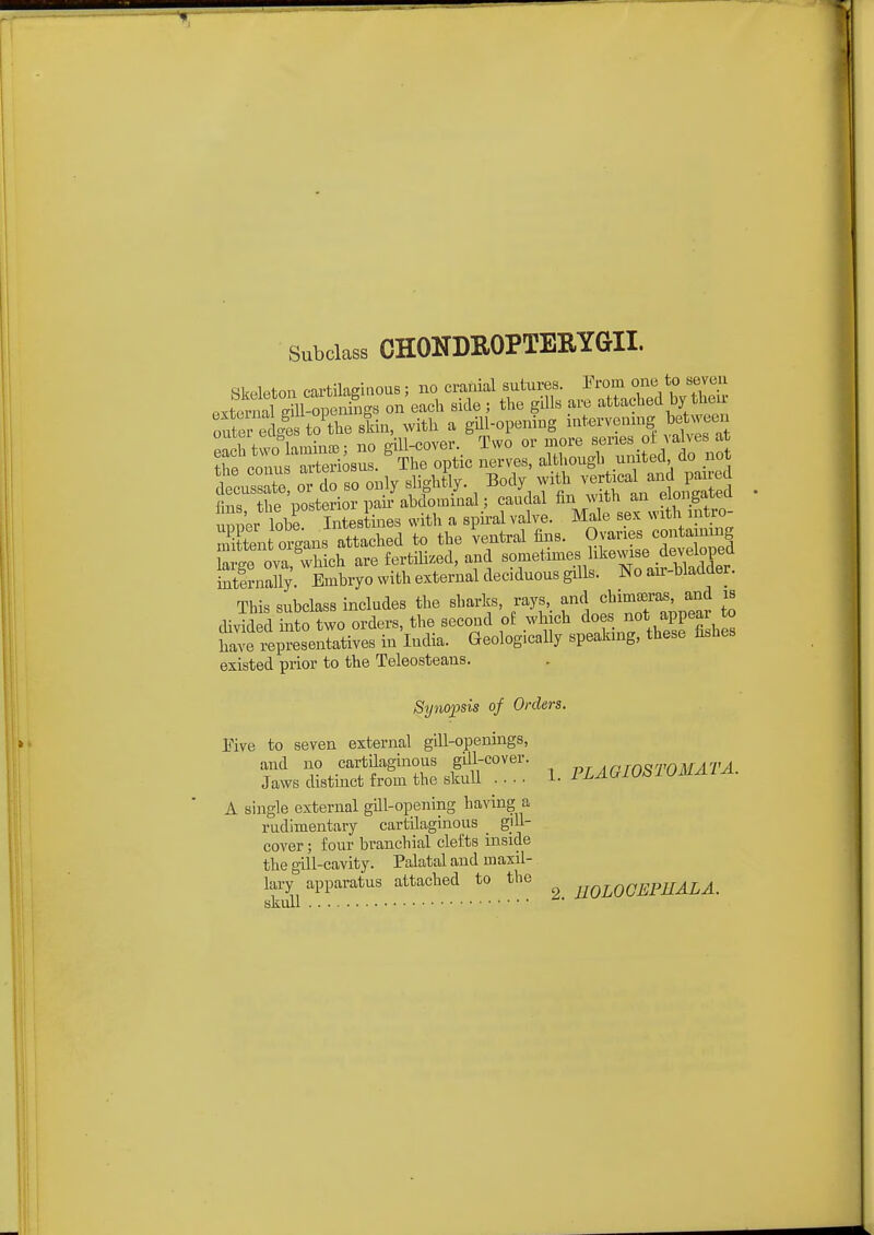Subclass CHONDROPTERYGII. Skeletou cartilaginous; no cranial sutures. Prom one to seven fixterml Sl^^^ on each side ; the gills are attached by then- olr ies to^^^^^^ Bkin, with a gill-opening intervening between outLi eut,os f^ll-cover. Two or more series ot valves at conn aTeS^sus. ^ihe optic nerves, altliough united do not dSussZ 01- doTo only slightV- ^ Eody with vertica and^^^^^^^^^^ fius the posterior pah- abdominal; caudal ^n v.'ith an elongatea Wer lobe Intestines with a spii-al valve. Male sex with intro- mXnt organs attached to the ventral fins. Ovaries conta ning a ^e ta 'w^^^^ are fertilized, and ^of^^'^^'^^^Zl^^^^ internally. Embryo with external deciduous gills. No au-bladder. This subclass includes the sharks, rays, and chimteras, and is divTd dlitoTwo orders, the second of M^hich does not appear to ^J^frepresentatives in India. Geologically speaking, these fishes existed prior to the Teleosteans. Synopsis of Orders. Five to seven external gill-openings, and no cartilaginous gUl-cover. Arm^TDMATA Jaws distinct from the skull .... 1- FLAGIOSlOMAL^. A single external gill-opening having a rudimentary cartilaginous giU- cover; four branchial clefts inside the gill-cavity. Palatal and maxil- lary apparatus attached to the ^qj^qqephALA. skull