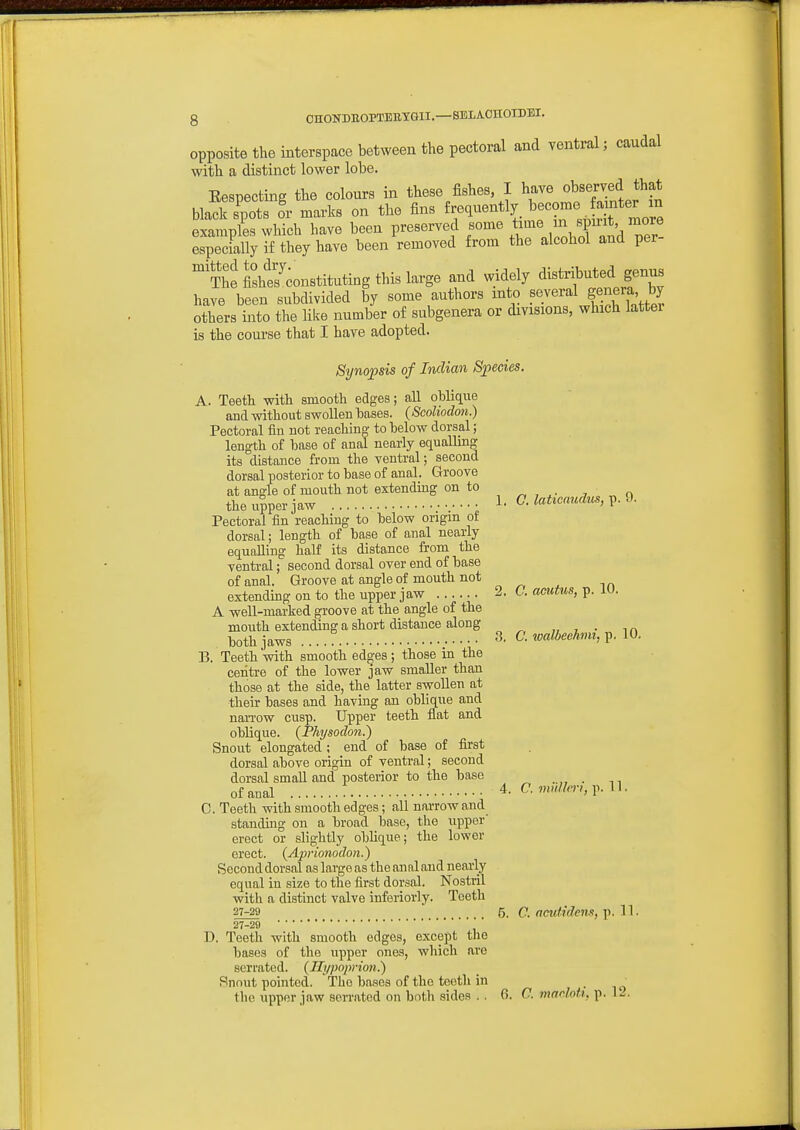 opposite the interspace between the pectoral and ventral; caudal with a distinct lower lobe. Eespecting the colours in these fishes I have observed that black spots or marks on the fins frequently ^I'^^'J^f'^^^^ examples which have been preserved some /.^^^ especially if they have been removed from the alcohol and per- The file?constituting this large and widely distributed genuB have been subdivided by some authors mto .^e/^^^l Jf/^J^' others into the like number of subgenera or divisions, which latter is the course that I have adopted. Synopsis of Indian Swedes. A. Teeth with smooth edges; all oblique and without swollen bases. (Scoliodm.) Pectoral fin not reaching to below dorsal; length of base of anal nearly equalling its distance from the ventral; second dorsal posterior to base of anal. Groove at angle of mouth not extendmg on to the upper jaw Pectoral fin reaching to below origin of dorsal; length of base of anal nearly equalling half its distance from the venti-al; second dorsal over end of base of anal. Groove at angle of mouth not extendmg on to the upper jaw .. A weU-marked groove at the angle of the mouth extending a short distance along hoth jaws 13. Teeth with smooth edges ; those m the centre of the lower jaw smaller than those at the side, the latter swoUeu at their bases and having an oblique and narrow cusp. Upper teeth flat and oblique. (Physodon.) Snout elongated ; end of base of first dorsal above origin of ventral; second dorsal smaU. and posterior to the base of anal C. Teeth with smooth edges; all narrow and standhig on a broad base, the upper erect or slightly obUque; the lower erect. (Aprionodon.) Second dorsal as large as the anal and nearly equal in size to the first dorsal. Nostril with a distinct valve inferiorly. Teeth 27-29 1. C. latieaudus, p. 9. 2. C. aetitus, p. 10. 3. C. walbeehni, p. 10. 4. C. miUhrl, p. 11. 27-2n • • • ■ ■ ■ ■ ■ D. Teeth with smooth edges, except the hases of the upper ones, which are serrated. {Ifypoprion.') Snnut pointed. The bases of the teeth in the upper jaw serrated on bnth sides . . 5. C. acutidem, p. 11. 6. C. mndoU. p. 12.