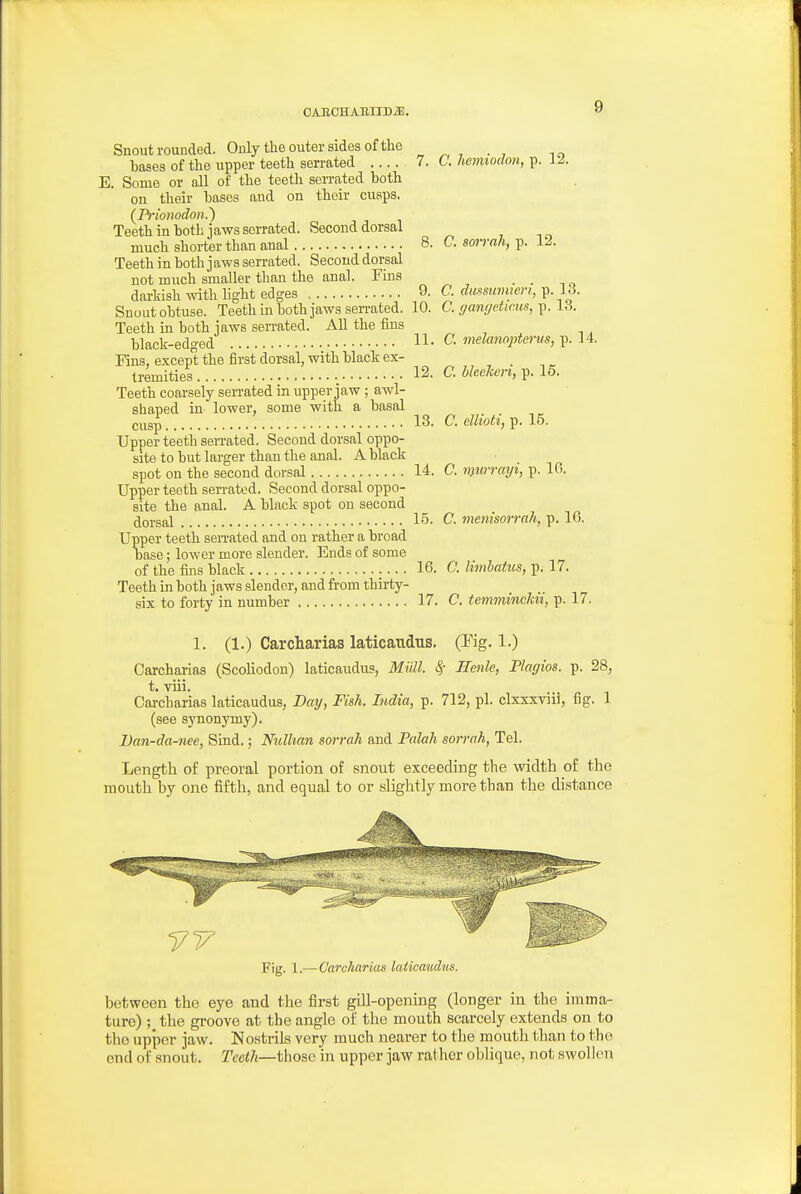 Snout rounded. Only the outer sides of the bases of the upper teeth serrated .... 7. C. hemiodon, p. 12. E. Some or dl of the teeth serrated both on their bases and on their cusps. (Prionodon.') Teeth in both jaws serrated. Second dorsal much shorter than anal 8. C. sorrah, p. IJ. Teeth in both j aws serrated. Second dorsal not much smaller than the anal. Fins dai-Msh with hght edges 9. C. dussumieri, p. 13. Snout obtuse. Teeth in both jaws serrated. 10. C. ganijeticus,^. iS. Teeth in both jaws sen-ated. All the fins black-edged l\. C. melanopterus, p. 14. Fins, except the first dorsal, with black ex- . , ^ tremities 12. C. bleelcen, p. 15. Teeth coarsely serrated in upper jaw ; awl- shaped in lower, some with a basal ci,gp 13. C. ellioti, p. 15. Upper teeth sen-ated. Second dorsal oppo- site to but larger than the anal. A black spot on the second dorsal 14. C. mirrmji, p. 16. Upper teeth serrated. Second dorsal oppo- site the anal. A black spot on second dorsal 15- menisorrah, p. 16. Upper teeth seiTated and on rather a broad Dase; lower more slender. Ends of some of the fins black 16. C. limbatus, p. 17. Teeth in both jaws slender, and from thirty- six to forty in number 17. C. temmincldi, p. 17. 1. (1.) Carcharias laticaudus. (Fig. 1.) Carcharias (Scoliodon) laticaudus, Miill. ^ Henle, Plagios. p. 28, t, viii. Carcharias laticaudus, Day, Fish. India, p. 712, pi. clxxxviii, fig. 1 (see synonymy). Dan-da-nee, Sind.; Nulhan soi-rah and Palah sorrah. Tel. Length of preoral portion of snout exceeding the width of the mouth by one fifth, and equal to or slightly more than the distance Fig, 1.— Carcharias laticaudus. between the eye and the first gill-opening (longer in the imma- ture) ; the groove at the angle of the mouth scarcely extends on to the upper jaw. Nostrils very much nearer to the mouth than to the end of snout. Teeth—those in upper jaw rather oblique, not swollen