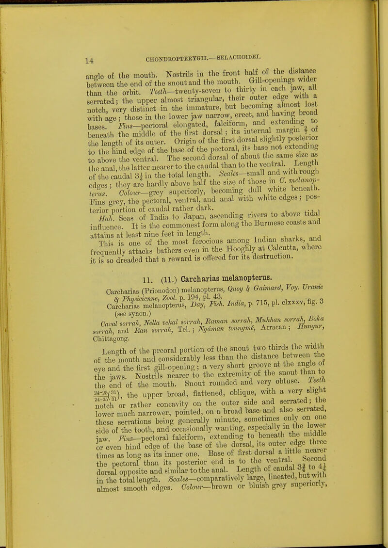 anffle of the mouth. Nostrils in the front half of the distance bXeen the end of the snontand the mouth . f^^^%^% than the orbit. T^eiZi-tvventy-seven to thirty in each jaw all eernated - the upper almost triangular, their outer edge with a v;rr disiict in the immature, but becoming almo^^^^^^^^^^ with a<-e ; those in the lower aw narrow, erect, and having broad ba es >m«-pectoral elongated, falciform and extendmg to beneath the middle of the first dorsal; its internal margin f of the length of its outer. Origin of the first dorsal slight y posterior to the hSd edge of the base of the pectoral, its base not extending o above ?he ventral. The second dorsal of about the same size as the anal, the latter nearer to the caudal than to the ventral. Lengt of the caudal 3.| in the total length. ^c«?..9-8mall and with rough ed'es ; they are hardly above half the size of those m C. mdanoj,- S?l (7oZom-grey superiorly, becoming dull white beneath. Fins grey, the pectoral, >Ural, and anal with white edges; pos- terior portion of caudal rather dark. Hflnl Hab Seas of India to Japan, ascending rivers to above tida influence. It is the commonest form along the Burmese coasts and attains at least nine feet in length. This is one of the most ferocious among Indian shaiks, and freouentlv attacks bathers even in the Hooghly at Calcutta, where it is so dreaded that a reward is offered for its destruction. 11. (11.) Carcharias nxelanopterus. Carcharias (Prionodon) melanopterus, Quay ^ Gaimard, Voy. Vranie Ca?chaxias melaBopterus, Day, Msh. India, p. 715, pi. clzxxv, fig. 3 (see synon.) Caval sorrah, Nella vekal sorrah, Raman sorrah, MuMan ^orrah, Boka soriah, and Ran sorrah, Tel.; Nydman tonngmi, Arracan ; Hunyu., Chittagong. Length of the preoral portion of the snout two thirds the width of the mouth and considerably less than the distance between the eye and the first gill-opening; a very short groove at tbe angle ot the jaws. Nosti&s nearer to the extremitj'of the snout thmi to the end of the mouth. Snout rounded and very obtuse, leeth. ?^(^^) the upper broad, flattened, oblique, with a very slight notch'or rather concavity on the outer side and sfrmted; the bwer much narrower, pointed, on a broad base and also serrated these serrations being generally minute, sometimes P'^ly side of the tooth, and occasionally wan ing, f S iaw. i^««-pectoral falciform, extending to beneath thejni Wle or even hind edge of the base of the dorsal, its outer e^ge three times as long as its inner one. Base of first dorsal a little n^rer the pectoral than its posterior end is to the ventral Second dorsal opposite and similar to the anal. Length of caudal d| to 4^ in the total length. ^caZes-comparatively large, hneated, but wrth abnost smooth edges. CoZot«—brown or bluish grey superiorly,
