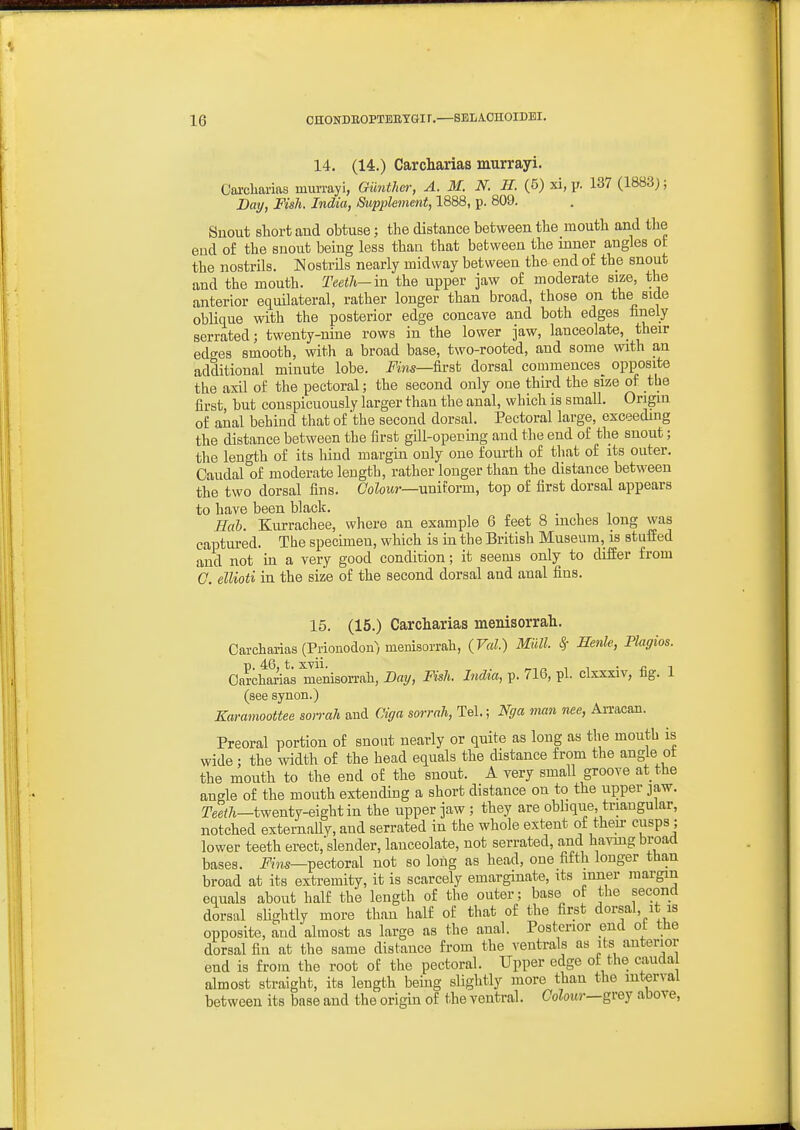 14. (14.) Carcharias murrayi. Carcliarias inurrayi, Giinther, A. M. N. II. (5) xi, p. 137 (1883); Day, Fish. India, Supplement, 1888, p. 809. Snout stort and obtuse; the distance between the mouth and the end of the snout being less than that between the inner angles ot the nostrils. Nostrils nearly midway between the end of the snout and the mouth. Teeth-in the upper jaw of moderate size, the anterior equilateral, rather longer than broad, those on the side oblique with the posterior edge concave and both edges linely serrated; twenty-nine rows in the lower jaw, lanceolate, their edo-es smooth, with a broad base, two-rooted, and some with an additional minute lobe, i^ms—first dorsal commences opposite the axil of the pectoral; the second only one third the size of the first, but conspicuously larger than the anal, which is small. Origin of anal behind that of the second dorsal. Pectoral large, exceeding the distance between the first gill-opening and the end of the snout; the length of its hind margin only one fourth of that of its outer. Caudal of moderate length, rather longer than the distance between the two dorsal fins. Colour—uniiovm, top of first dorsal appears to have been black. . Eal). Kurrachee, where an example 6 feet 8 inches long was captured. Tbe specimen, which is in the British Museum, is stufEed and not in a very good condition; it seems only to differ from 0. ellioti in the size of the second dorsal and anal fins. 15. (15.) Carcliarias meuisorrali. Carcharias (Prionodon) menisorrali, (Val.) Midi. ^ Menle, Plagios. p. 46, t, xvii. . „ 1 1 • a -I Oarcharias menison-ah, Day, Fish. India, p. ^6, pi. clxxxiv, lig. 1 (see synon.) Karamoottee soirah and Ciffa sorrah, Tel.; Nga man nee, AiTacan. Preoral portion of snout nearly or quite as long as the mouth is wide; the width of the head equals the distance from the angle ot the mouth to the end of the snout. A very small groove at the angle of the mouth extending a short distance on to the upper jaw. r^e;7i_twenty-eightin the upper jaw ; they are oblique, triangular, notched externally, and serrated in the whole extent of their cusps ; lower teeth erect,'slender, lanceolate, not serrated, and havmg broad bases. J'nw—pectoral not so long as head, one fifth longer than broad at its extremity, it is scarcely emarginate, its inner margin equals about half the length of the outer; base of the second dorsal slightly more than half of that of the first dorsal, it is opposite, and almost as large as the anal. Posterior end ot the dorsal fin at the same distance from the ventrals as its anterior end is from the root of the pectoral. Upper edge of the cauda almost straight, its length being slightly more than the interval between its base and the origin of the ventral. CoZowr—grey above,