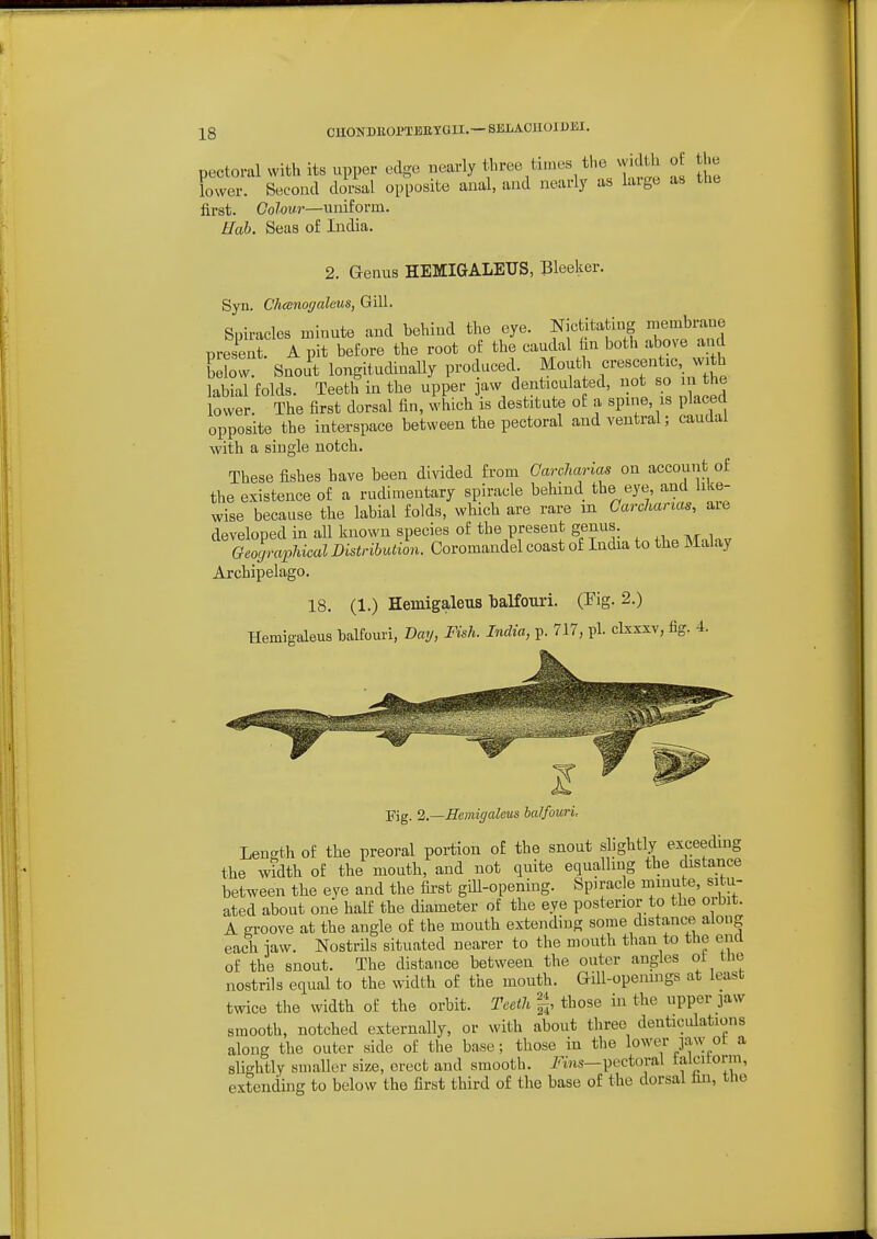 IQ CHONDEOPTEEYGII.— SELACUOJ UEX. pectoral with its upper edge nearly tliree tiu.es the M of the lower. Second dorsal opposite anal, and nearly as large as the first. Ooloui—uniform. Hah. Seas of India. 2. Genus HEMiaALEUS, Bleeker. Syn. Chcenoffaleus, Gill. Spiracles minute and behind the eye. Nictitating membrane present. A pit before the root of the caudal hu both above a d LLv. Snout longitudinally produced Mouth erescentic with labial folds. Teeth in the upper ]aw denticulated, not so in the lower. The first dorsal fin, which is destitute of a spine, is placed opposite the interspace between the pectoral and ventral; caudal with a single notch. These fishes have been divided from Garcharias on account of the existence of a rudimentary spiracle behind the eye and like- wise because the labial folds, which are rare m Carchanas, are developed in all known species of the present genus. GeographicalBistribution. Coromandel coast of India to the Malay Archipelago. 18. (1.) Hemigaleus balfouri. (Pig. 2.) Hemigaleus balfouri, Day, Fish. India, p. 717, pi. clxxxv, fig. 4. jTjg. 2.Semigaleus ba/fouri. Length of the preoral portion of the snout slightly exceeding the width of the mouth, and not quite equalling the distance between the eye and the fii'st gill-opening. Spiracle minute, situ- ated about one half the diameter of the eye posterior to the orbit. A groove at the angle of the mouth extending some distance^along each law. Nostrils situated nearer to the mouth thau to the end of the snout. The distance between the outer angles ol the nostrils equal to the width of the mouth. GUI-openings at least twice the width of the orbit. Teeth those in the upper jaw smooth, notched externally, or with about three deuticulations along the outer side of the base; those in the lower jaw ot a slightly smaller size, erect and smooth, i'ms—pectoral ialcitorm, extending to below the first third of the base of the dorsal fin, the