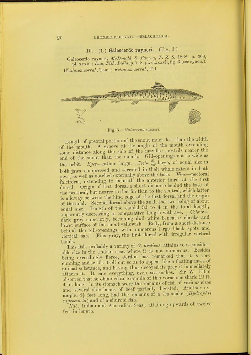 19. (1.) Galeocerdo rayneri. (Pig. 3.) Giileocerdo rayncri, McDonald Barron P. Z. ^. 1868, p. 308 pi. xxxii.; Day, Fish. India, p. 718, pi. clxxxvu, Cg. 3 (sec synou.). WuUuven sorrah, Tam.; Ketialum sorrah, Tel. ■ Fig. 3.—Gakoccrdo rayneri. Length of preoral portion of the snout much less than the width of the mouth. A groove at the angle of the mouth exteudmg some distance along the side of the maxilla; nostrils nearer the end of the snout than the mouth. Gill-opemngs not so wide as the orbit. %«s—rather large. Teetli |, large, of equal size in both laws, compressed and serrated in their whole extent in both iaws as well as notched externally above the base. pectoral falciform, extending to beneath the anterior third of the iirst dorsal Oric^in of iirst dorsal a short distance behind the base of the pectoral,Vt nearer to that fin than to the ventral, which latter is midway between the hind edge of the first dorsal and the origni of the anal. Second dorsal above the anal, the two being of about equal size. Length of the caudal 3i to 4 in the total length, apparently decreasing in comparative length with age. Colour— dark grey superiorly, becoming dull white beneath; cheeks and lower surface of the snout yellowish. Eody, from a short distance behind the gill-openuigs, with numerous large black spots and vertical bars. Eins grey, tlie first dorsal with irregular vertical bands. . ,, . . -j This fish, probably a variety of G. archcus, attains to a consider- able size in the Indian seas, where it is not numerous. Besides being exceedingly fierce, Jerdon has remarked that it is very cunning and swells itself out so as to appear like a floating mass of animal substance, and having thus decoyed its prey it immediately attacks it. It eats everything, even sea-snakes. Sir W. Elliot observed that he obtained an example of this voracious shark 12 ft. 4 in long; in its stomach were the remains of fish of various sizes and several shin-bones of beef partially digested. Another ex- ample, 8i feet long, had the remains of a sea-snake {Hydrophts nir/rocincia) and of a siluroid fish. 'JM>. Indinnand Australian Seas; atlaiuing upwards oE twelve feet in length.