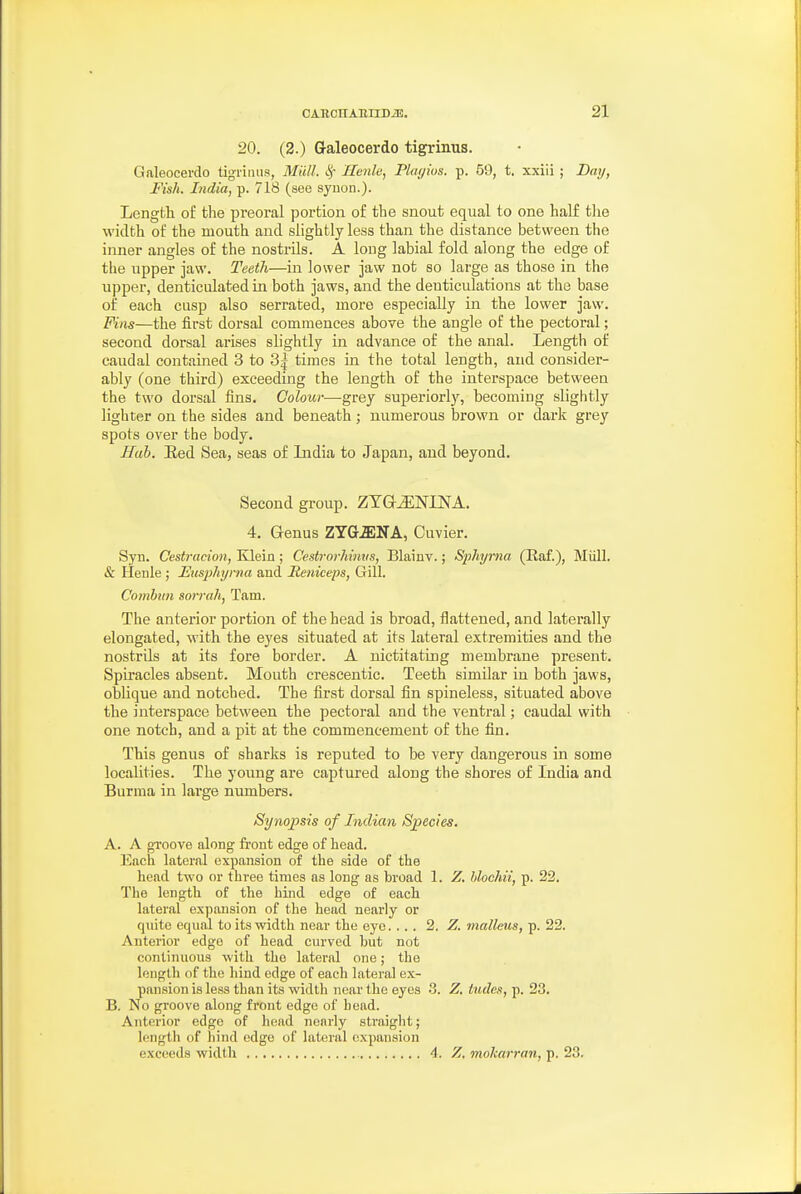 20. (2.) G-aleocerdo tigrinus. Galeocevdo tigrinus, Midi. I),- Henle, Playius. p. 69, t. xxiii ; Day, Fish. India, p. 718 (see syuon.). Length of the preoral portion of the snout equal to one half the width of the mouth and slightly less than the distance between the inner angles of the nostrils. A long labial fold along the edge of the upper jaw. Teeth—in lower jaw not so large as those in the upper, denticulated in both jaws, and the deuticulations at the base of each cusp also serrated, more especially in the lower jaw. Fins—the first dorsal commences above the angle of the pectoral; second dorsal arises slightly in advance of the anal. Length of caudal contained 3 to 3^ times in the total length, and consider- ably (one third) exceeding the length of the interspace between the two dorsal fins. Colour—grey superiorl)'', becoming slightly lighter on the sides and beneath; numerous brown or dark grey spots over the body. Hah. Eed Sea, seas of Lidia to Japan, and beyond. Second group. ZTG^NINA. 4. Genus ZYG.ffiNA, Cuvier. Syn. Cestracion, Klein; Cestrorhimis, Blainv.; Sphyrna (Eaf.), Miill. & Henle ; Eusphyt-na and Reniceps, Gill. Comhitn sorrah, Tam. The anterior portion of the head is broad, flattened, and laterally elongated, with the ej'es situated at its lateral extremities and the nostrils at its fore border. A nictitating membrane present. Spiracles absent. Mouth crescentic. Teeth similar in both jaws, oblique and notched. The first dorsal fin spineless, situated above the interspace between the pectoral and the venti-al; caudal with one notch, and a pit at the commencement of the fin. This genus of sharks is reputed to be very dangerous in some localities. The young are captured along the shores of India and Burma in large numbers. Synopsis of Indian Species. A. A groove along front edge of head. Ench lateral expansion of the side of the head two or three times as long as broad 1. Z. hlochii, p. 22. The length of the hind edge of each lateral expansion of the head nearly or quite equal to its width near the eye. ... 2. Z. malleus, p. 22. Anterior edge of head curved but not continuous with the lateral one; the length of the hind edge of each lateral ex- pansion is less than its width near the eyes 3. Z. lades, p. 23. B. No groove along front edge of head. Anterior edge of head nearly straight; length of hind edge of lateral expansion exceeds width 4. Z. moJcarran, p. 23.