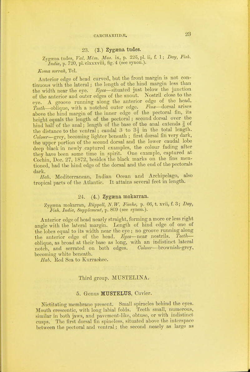 23. (3.) Zygsena tudes. Zygrena tudes, Val. Mim. Mus. ix, p. 22-5, pi. ii, f. 1; Bay, Fish. India, p. 720, pi. clx.xxTiii, fig. 4 (see synoii.). Koma sorrah, Tel. Anterior edge o£ head curved, but the front margin is not con- tinuous with the lateral; the length of the hind margin less than the width near the eye. situated just below the iiinction of the anterior and outer edges of the snout. Nostril close to the eye. A groove running along the anterior edge of the head. teetli—oh]i(i\xe, with a notched outer edge. Fhis—Aovssl arises above the hind margin of the inner edge of the pectoral fin, its height equals the length of the pectoral; second dorsal over the hind half of the anal; length of the base of the anal extends | of the distance to the ventral; caudal 3 to 3§ in the total length. CoZoMr—grey, becoming lighter beneath ; first dorsal fin very dark, the upper portion of the second dorsal and the lower caudal lobe deep black in newly captured examples, the colour fading after they have been some time in spirit. One example, captured at Cochin, Dec. 27, 1872, besides'the black marks on the fins men- tioned, had the hind edge of the dorsal and the end of the pectorals dark. Hah. Mediterranean, Indian Ocean and Archipelago, also tropical parts of the Atlantic. It attains several feet in length. 24. (4.) Zygaena mokarran. Zygfena mokarran, Eiippell, N. IF. Fische, p. G6, t. xvii, f. 3; Bay, Fish. India, Supplement, p. 8C9 (see synon.). Anterior edge of head nearly straight, forming a more or less right angle with the lateral margin. Length of hind edge of one of the lobes equal to its width near the eye; no groove running along the anterior edge of the head. Eyes—near nostrils. Teeth— oblique, as broad at their base as long, with an indistinct lateral notch, and serrated on both edges. CoZojw—brownish-grey, becoming white beneath. Hah. Eed Sea to Kurraohee. Third group. MUSTELINA. 5. Genus MUSTELTJS, Cuvier. Nictitating membrane present. Small spiracles behind the eyes. Mouth crescentic, with long labial folds. Teeth small, numerous, similar in both jaws, and pavement-like, obtuse, or with indistinct cusps. The first dorsal fin spineless, situated above the interspace between the pectoral and venl ral; the second nearly as large as