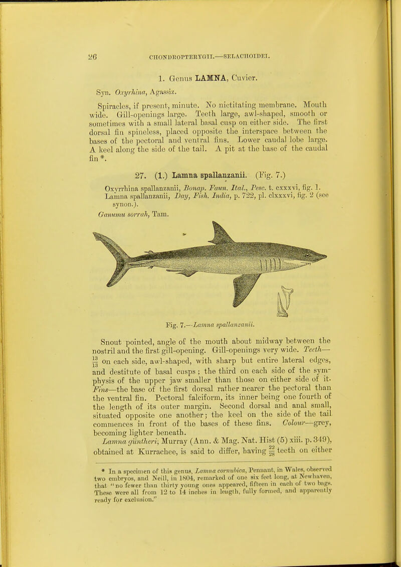 2G CHONDHOPTEnVOlI. SELACnOIDEI. 1. Genus LAMNA, Cuvier. Syn. Oxyrhina, Agnssiz. Spiracles, if preaoiil, minute. No nictitating membrane. Mouth wide. Gill-openings large. Teeth large, awl-shaped, smooth or sometimes with a small lateral basal cusp on either side. The first dorsal fin spineless, placed opposite the interspace between the bases of the pectoral and ventral fins. Lower caudal lobe large. A keel along the side of the tail. A pit at the base of the caudal fin *. 27. (1.) Lamna spallanzanii. (Eig. 7.) Oxvrrhina spallanzanii, Bonap. Faun. Ital., Peso. t. cxxxvi, fig. 1. Lamna spallanzanii, Day, Fish. India, p. 722, pi. clxxxvi, fig. 2 (see synon.). Ganumu sorruh, Tam. Fig. 7.—Lamna spallanzanii. Snout pointed, angle of the mouth about midway between the nostril and the first gill-opening. Gill-openings very wide. Teeth— i| on each side, awl-shaped, with sharp but entu-e lateral edges, and destitute of basal cusps ; the third on each side of the sym- physis of the upper jaw smaller than those on either side of it- Pins—the base of the first dorsal rather nearer the pectoral than the ventral fin. Pectoral falciform, its inner being one fourth of the length of its outer margin. Second dorsal and anal small, situated opposite one another; the keel on the side of the tail commences in front of the bases of these fins. Colour—grey, becoming lighter beneath. Lamna rjuntlieri; Murray (Anu. & Mag. Nat. Hist (5) xiii. p. 349), obtained at Kurrachee, is said to differ, having |g teeth on either * In a specimen of this gmxxa, Lamna cornnliiea, Pennnut, in Wales, observed two embryos, and Ncill, in 1804, remarked of cue six feet long, at Nowbaven, that no fewer tban lliirty young ones appeared, fifteen in eacb of two bags. These were all from 12 to 14 inches in Icnglb, fully formed, and apparently ready for exohision.