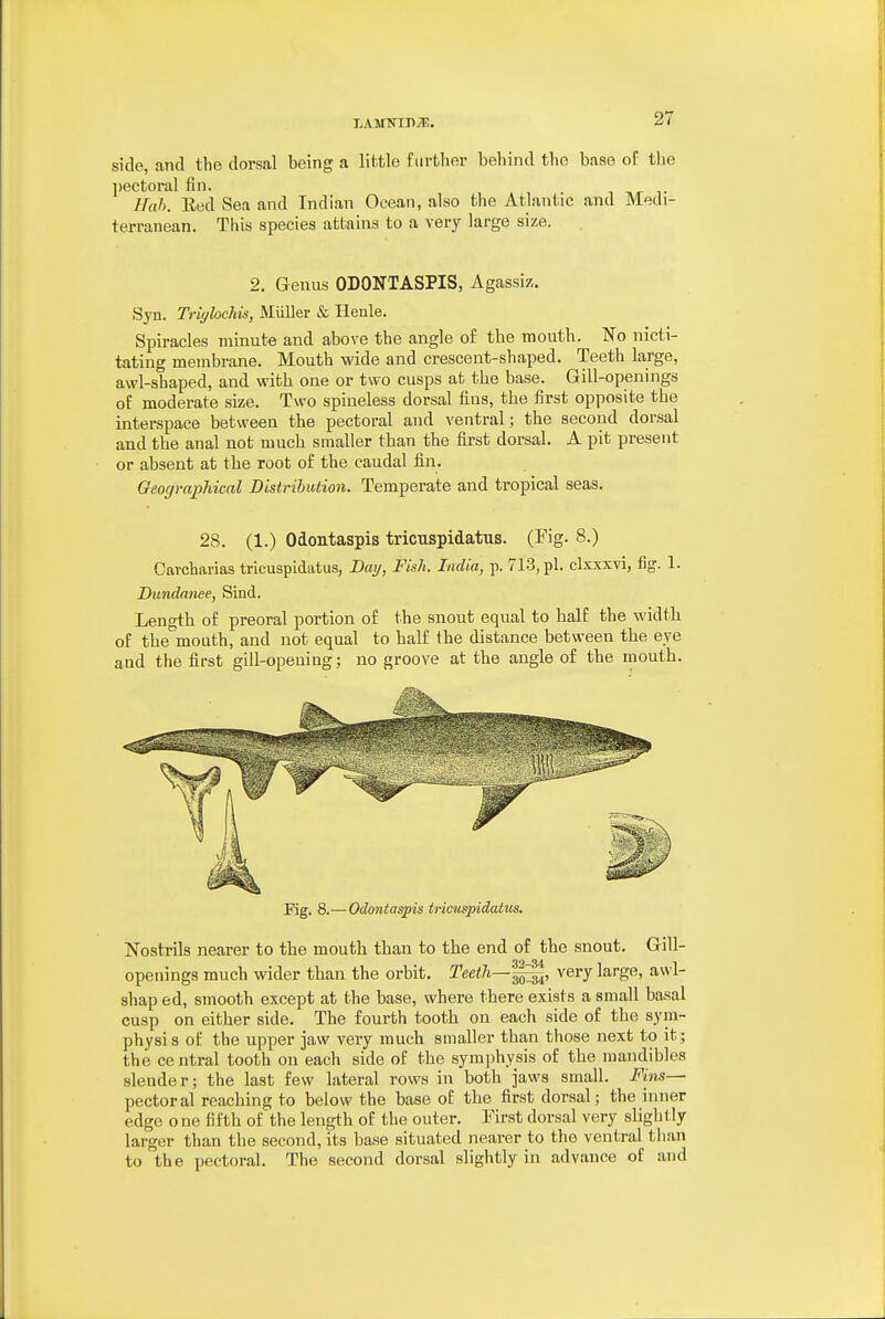 side, and the dorsal being a little further behind the base of tlie pectoral fin. n t Hah. Eed Sea and Indian Ocean, also the Atlantic and Medi- terranean. This species attains to a very large size. 2, Genus ODONTASPIS, Agassiz, Syn. Triylochis, Miiller & Heule. Spiracles minute and above the angle of the mouth. No nicti- tating membrane. Mouth wide and crescent-shaped. Teeth large, awl-shaped, and with one or two cusps at the base. Gill-openings of moderate size. Two spineless dorsal fins, the first opposite the interspace between the pectoral and ventral; the second dorsal and the anal not much smaller than the first dorsal. A pit present or absent at the root of the caudal fin. Geographical Distribution. Temperate and tropical seas. 28. (1.) Odontaspis tricuspidatus. (Fig. 8.) Carcharias tricuspidatus, Bai/, Fish. India, p. 713, pi. clxxxvi, fig. 1. Dundanee, Sind. Length of preoral portion of the snout equal to half the width of the mouth, and not equal to half the distance between the eye and the first gill-opening; no groove at the angle of the mouth. Mg. 8.—Odontaspis tricuspidatus. Nostrils nearer to the mouth than to the end of the snout. Gill- openings much wider than the orbit. TeetJi—^^, very large, awl- shap ed, smooth except at the base, where there exists a small basal cusp on either side. The fourth tooth on each side of the sym- physis of the upper jaw very much smaller than those next to it; the central tooth on each side of the symphysis of the mandibles slender; the last few lateral rows in both jaws small. -Pins- pectoral reaching to below the base of the first dorsal; the inner edge o ne fifth of the length of the outer. First dorsal very slightly larger than the second, its ba.se situated nearer to the ventral than to the pectoral. The second dorsal slightly in advance of and