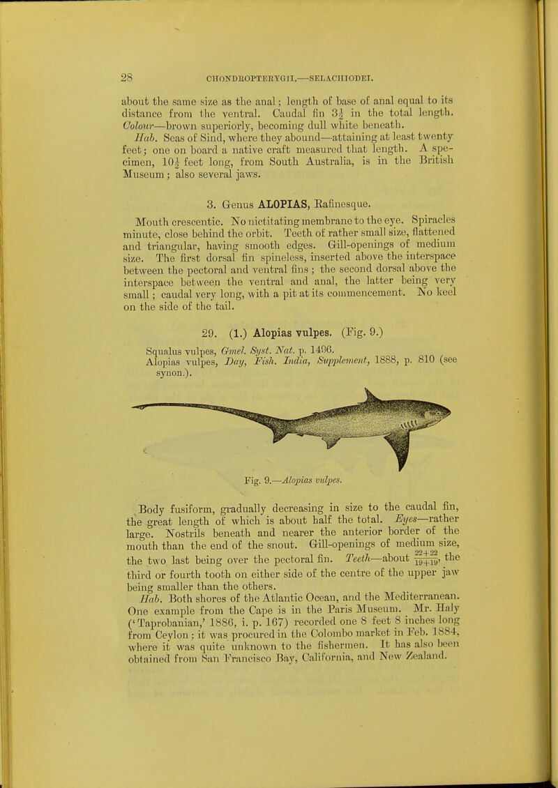 about tlie same size as the anal; length oE base oE anal equal to its distance from the ventral. Caudal fin 3i in the total length. Colour—brown superiorly, becoming dull white boneatli. Hah. Seas of Sind, wliere they abound—attaining at least twenty feet; one on board a native craft measured that length. A spe- cimen, 10 i feet long, from South Australia, is in the British Museum; also several jaws. 3. Genus ALOPIAS, Eafinesque. Mouth crescentic. No Tiictitating membrane to the eye. Spiracles minute, close behind the orbit. Teeth of rather small size, flattened and triangular, having smooth edges. Gill-openings of medium size. The first dorsal fin spineless, inserted above the interspace between the pectoral and ventral fins ; the second dorsal above the interspace between the ventral and anal, the latter being very small; caudal very long, with a pit at its commencement. No keel on the side of the tail. 29. (1.) Alopias vulpes. (Fig. 9.) Squ.alus vulpes, Ginel. Syst. Nat. j). 1406. Alopias vulpes, Doij, Fish. India, Stipplenwid, 1888, p. 810 (see synon.). Fig. 9.—Alopias vulpes. Body fusiform, gi-adually decreasing in size to the caudal fin, the great length of which is about half the total. %es—rather large. Nostrils beneath and nearer the anterior border of the mouth than the end of the snout. Gill-openings of medium size, 2*^ -|- ''2 the two last being over the pectoral fin. Teeth—about -j^^rfj, the third or fourth tooth on either side of the centre of the upper jaw being smaller than the others. Hah. Both shores of the Atlantic Ocean, and the Mediterranean. One example from the Cape is in the Paris Museum. Mr. Haly ('Taprobanian,' 1880, i. p. 167) recorded one 8 feet 8 inches long from Ceylon : it was procured in the Colombo market in Feb. 1884, where it was quite unknown to the fishermen. It has also been obtained from San I^-ancisco Bay, California, and New Zealand.