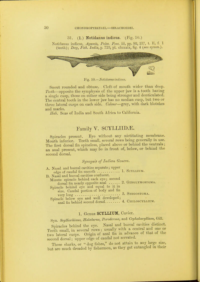 31. (1.) Notidanus indicus. (Fig. 10.) Notidauus indicus, Ai/ansiz, Pum. Foss. iii, pp. 5)2, 217, t. E, f. 1 (teeth); Daij, Fish.'India, ^. 723, pi. clxxxix, fig. 4 (see synou.). Fig. 10.—Notidamis indicus. Suout rounded and obtuse. Cleft of mouth wider than deep. Tcci/i—opposite the symphysis of the upper jaw is a tooth liaving a single cusp, those on either side being stronger and denticulated. The central tooth in the lower jaw has no median cusp, but two or three lateral cusps on each side. Goloui-—grey, with dark blotches and marks. Hub. Seas of ludia and South Africa to California. Family V. SCYLLIID^. Spiracles present. Eye without any nictitating membrane. Moutli inferior. Teeth small, several rows being generally in use. The fii-st dorsal fin spineless, placed above or behind the ventrals; an anal present, which may be in frout of, below, or behind the second dorsal. Synopsis of Iiulian Genera. A. Nasal and buccal cavities separate; upper edge of caudal fin smooth 1. Scyllium. B. Nasal and buccal cavities confluent. Minute spiracle behind each eye; second dorsal fin nearly opposite anal 2. Ginglymostoha. Spiracle behind eye aud equal to it in size. Caudal portion of body and fin very long 3. Stegostoma. Spiracle below eye and well developed; anal fin behind second dorasl 4. Ohiloscyllium. 1. Genus SCYLLIUM, Cuvier. Syn. ScylliorMnus, RaMurus, Poroderma, and CephahscylUum, Gill. Spiracles behind the eye. Nasal and buccal cavities distinct. Teeth small, in several rows; usually with a central and one or two lateral cusps. Origin of anal fin m advance of that of the second dorsal; upper edge of caudal not serrated. These sharks, or  dog fishes, do not attain to any large size, but are much dreaded by fishermeu, us they get entangled in tlieir