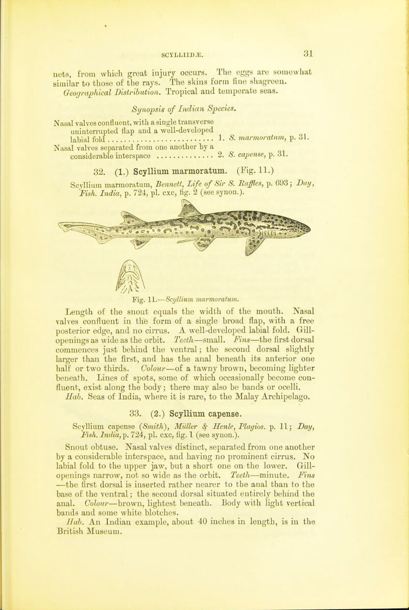 SCXLLIIJJiE. nets, from which great injury occurs. The egg.s are somewhat similar to those of the rays. The skins form fine shagreen. Geo<jraj)hical Bislributioii. Tropical and temperate seas. Synopsis of Indian Species. Nasal valves confluent, with a single transverse uuinterriipted flap and a well-developed labial fold 1- niannoratuin, p. 31. Nasal valves separated from one another hy a considerable interspace 2. ^S. capense, p. 31. 32. (1.) Scylliuin marmoratum. (Fig. 11.) Scylliiim marmoratum, Bennett, Life of Sir S. Raffles, p. 693; Day, 'Fish. India, p. 724, pi. cxc, fig. 2 (see syuon.). Fig. 11.— Scyllium marmoratum. Length of the snout equals the width of the mouth. Nasal valves confluent in the form of a single hroad flap, with a free posterior edge, and no cirrus. A well-developed labial fold. GiU- openings as wide as the orbit. Teeth—small. Fins—the first dorsal commences just behind the ventral; the second dorsal slightly larger than the first, and has the anal beneath its anterior one half or two thirds. Colour—of a tawny browu, becoming lighter beneath. Lines of spots, some of which occasionally become con- fluent, exist along the body; there may also be bands or ocelli. Hah. Seas of India, where it is rare, to the Malay Archipelago. 33. (2.) Scyllium capense. Scyllium capense (Smith), Miiller i§- Henle, Flayios. p. 11; Day, Fish. India, T^. 724, pi. cxc, fig. 1 (see synon.). Snout obtuse. Nasal valves distinct, separated from one another by a considerable interspace, and having no prominent cu-rus. No labial fold to the upper jaw, but a short one on the lower. Gill- openings narrow, not so wide as the orbit. TeetJi—minute. Fins —the first dorsal is inserted rather nearer to the aual than to the base of the ventral; the second dorsal situated entirely behind the anal. Colour—brown, lightest beneath. Body with light vertical bands and some white blotches. Hah. An Indian example, about 40 inches in length, is in the British Museum.