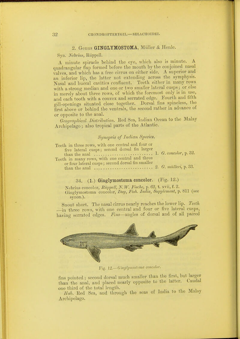 2. Genus GINGLYMOSTOMA, MiiUer & Henle. Syn. Nebrius, Rlippell. A minute spiracle behind the eye, which also is minute. A quadrangular flap formed before the mouth by tiie conjoined nasal valves, and which has a free cirrus on either side. A superior and an inferior lip, the latter not extending across the symphysis. Nasal and buccal cavities confluent. Teeth either in many rows with a strong median and one or two smaller lateral cusps; or else in merely about three rows, of which the foremost only is in use, and each tooth with a convex and serrated edge. Fourth and fifth gill-openings situated close together. Dorsal fins spineless, the first above or behiud the ventrals, the second rather in advance of or opposite to the anal. Geographical Distribution. Eed Sea, Indian Ocean to the Malay Archipelago; also tropical parts of the Atlantic. Synopsis of Indian Species. Teeth in three rows, -with one central and four or five lateral cusps; second dorsal fin larger than the anal 1- G. concolor, p. 32. Teeth in many rows, with one central and three or four lateral cusps ; second dorsal tin smaller than the anal 2. G. miillen, p. 3d. 34. (1.) Ginglymostoma concolor. (Fig. 12.) Nebrius concolor, liiippell, N. W. FiscJie, p. 62, t. xvii, f. 2. Ginglymostoma concolor, Daij, Fish. India, Supplement, p. 811 (see synon.). Snout short. The nasal cirrus nearly reaches the lower lip. Teeth in three rows, with one central and four or five lateral cusps, having serrated edges, i^ius—augles of dorsal and of all paired Fig. ll.— G'wgtijmo^tvmn concolur. fins pointed; second dorsal much ssnaller than tlie first, but larger than the anal, and placed nearly opposite to the latter. Caudal one third of the total length. Hah. Ked Sea, aud tlirough the seas of ludui to Ihe Malay Archipelago.