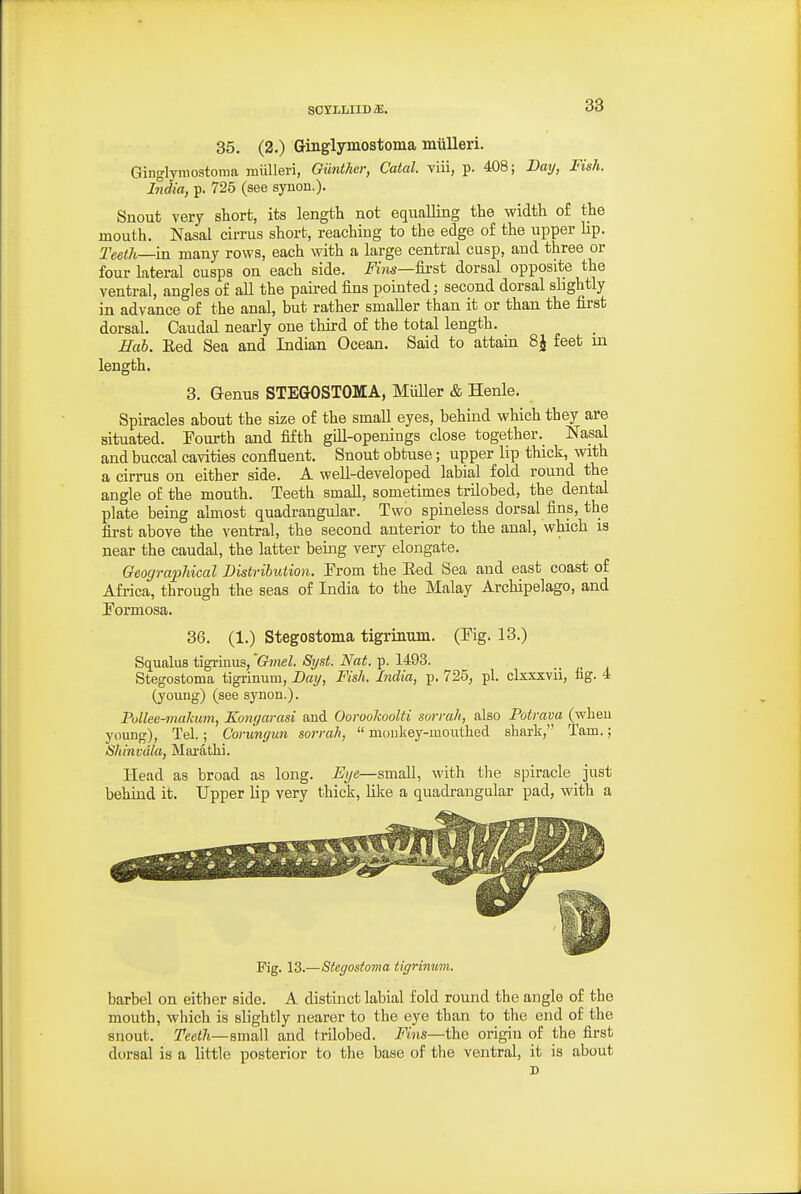 SOYLLIIDiE. 35. (2.) Ginglymostoma miilleri. Ginglymostoma miilleri, Gunther, Catal. viii, p. 408; Day, Fish. India, p. 725 (see synon.)- Snout very short, its length not equalling the width of the mouth. Nasal cirrus short, reaching to the edge of the upper lip. Teeth—m many rows, each with a large central cusp, and three or four lateral cusps on each side, i^'ww—first dorsal opposite the ventral, angles of aU the pau-ed fins pointed; second dorsal shghtly in advance of the anal, but rather smaller than it or than the first dorsal. Caudal nearly one third of the total length. Hah. Eed Sea and Indian Ocean. Said to attain 8J feet in length. 3. Qenus STEGOSTOMA, Miiller & Henle. Spiracles about the size of the small eyes, behind which they are situated. Fourth and fifth gill-openings close together. Nasal and buccal cavities confluent. Snout obtuse; upper lip thick, with a cirrus on either side. A well-developed labial fold round the angle of the mouth. Teeth small, sometimes trilobed, the dental plate being almost quadrangular. Two spineless dorsal fins, the first above the ventral, the second anterior to the anal, which is near the caudal, the latter bemg very elongate. Geographical Distribution. From the Eed Sea and east coast of Africa, through the seas of India to the Malay Archipelago, and Formosa. 36. (1.) Stegostoma tigrinum. (Fig. 13.) Squalus tigrinus, 'Gmel. Syst. Nat. p. 1493. _ _ Stegostoma tigrinum, Day, Fish. India, p. 725, pi. clxxxvii, fag. 4 (young) (see synon.). Pullee-maJatm, Konyarasi and Oorookoolti sorrah, also Potrava (when young), Tel.; Corunyun sorrah,  moukey-mouthed shark, Tarn.; Shinvdla, Marathi. Head as broad as long. Eye—small, with the spiracle just behind it. Upper lip very thick, lilte a quadrangular pad, with a Fig. 13.—Stegostoma tigrinum. barbel on either side. A distinct labial fold round the angle of the mouth, which is slightly nearer to the eye than to the end of the snout. TeetJi—smaW and trilobed. Fins—the origin of the first dorsal is a little posterior to the base of the ventral, it is about