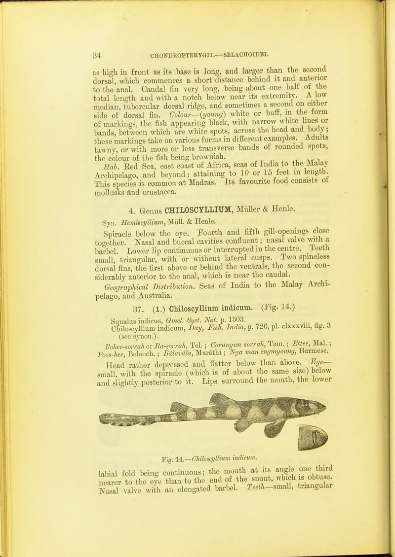 as high in front as its base is long, and larger than the second dorsal, which commences a short distance behind it and anterior to the anal. Caudal fin very long, being about oue half of the total length and with a notch below near its extremity. A low median, tubercular dorsal ridge, and sometimes a second on either side of dorsal fin. Colour—(young) white or buff, m the torm of markings, the fish appearing black, with nai-row white hnes or bands, between which are white spots, across the head and body; these markings take on various forms in different examples. Adults tawny, or with more or less transverse bands of rounded spots, the colour of the fish being brownish. „ ^ ,. , ,r i Hah. Eed Sea, east coast of Africa, seas of India to the Malay Archipelago, and beyond; attaining to 10 or 15 feet m length. This species is common at Madras. Its favourite food consists ot mollusks and Crustacea. 4. Genus CHILOSCYLLIUM, Midler & Henle. Syn. HemiscyIlium, Miill. & Henle. Spiracle below the eye. Fourth and fifth giU-openings close together. Nasal and buccal cavities confluent; nasal valve with a barbel. Lower lip continuous or interrupted in the centre. Teeth small, triangular, with or without lateral cusps. Two spineless dorsal fins, the first above or behind the ventrals, the second con- siderably anterior to the anal, which is near the caudal. Geographical Distribution. Seas of India to the Malay Archi- pelago, and Australia. 37. (1.) ChiloscyUium indicum. (Fig. 14.) Squalus indicus, Gmel. Syst. Nat. p. 1503. ••. ^ q ChUoscylliiim indicum, Day, Fish. India, p. 726, pi. clsxxviii, fig. 3 (see synon.). Bolcee-sorrah or Ba-sorrah, Tel.; Corungun sorrah, Tam.; EtUe, Mai.; Poos-hee, Belooch.; Bdlavdla, Marathi; Nga man ingmyoung, Burmese. Head rather depressed and flatter below than above. Eije— small, with the spiracle (which is of about the same size) below and slightly posterior to it. Lips surround the mouth, the lower Fig. 14.—Chiloscyllium indimm. labial fold being continuous; the mouth at its angle one third nearer to the eye than to the end of the snout, which is_ obtuse S valve with an elongated barbel. Teeih-.m^W triangular